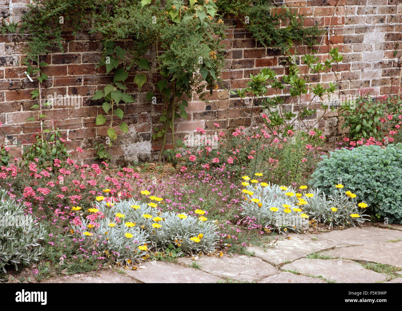 Pink dianthus and small yellow flowering Eriophyllum lanatum in border below old brick wall Stock Photo
