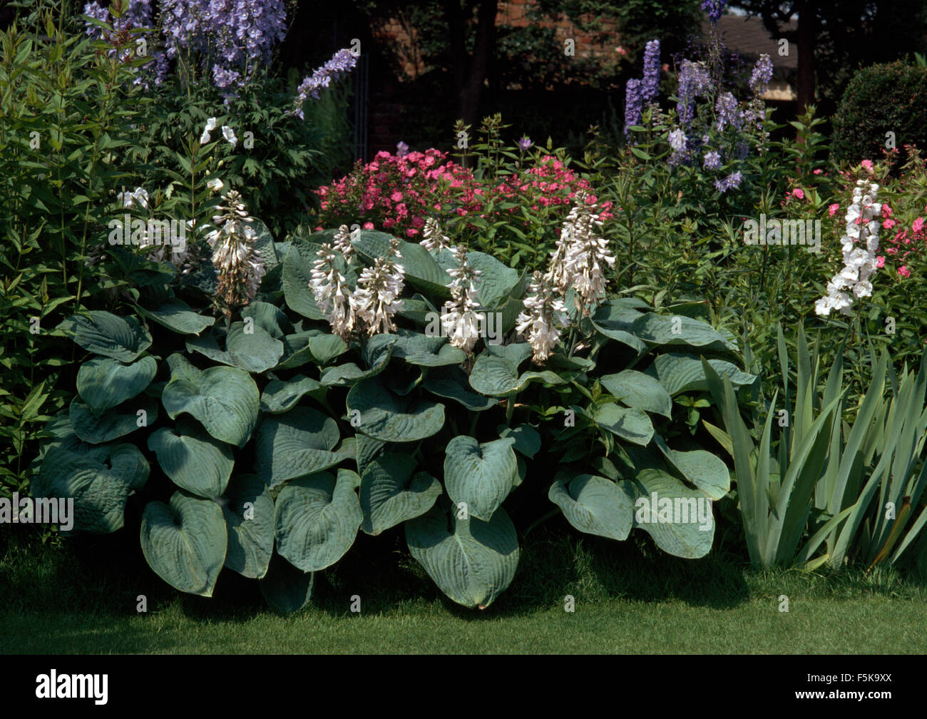 White flowering hostas in garden border with pink phlox and blue delphiniums Stock Photo
