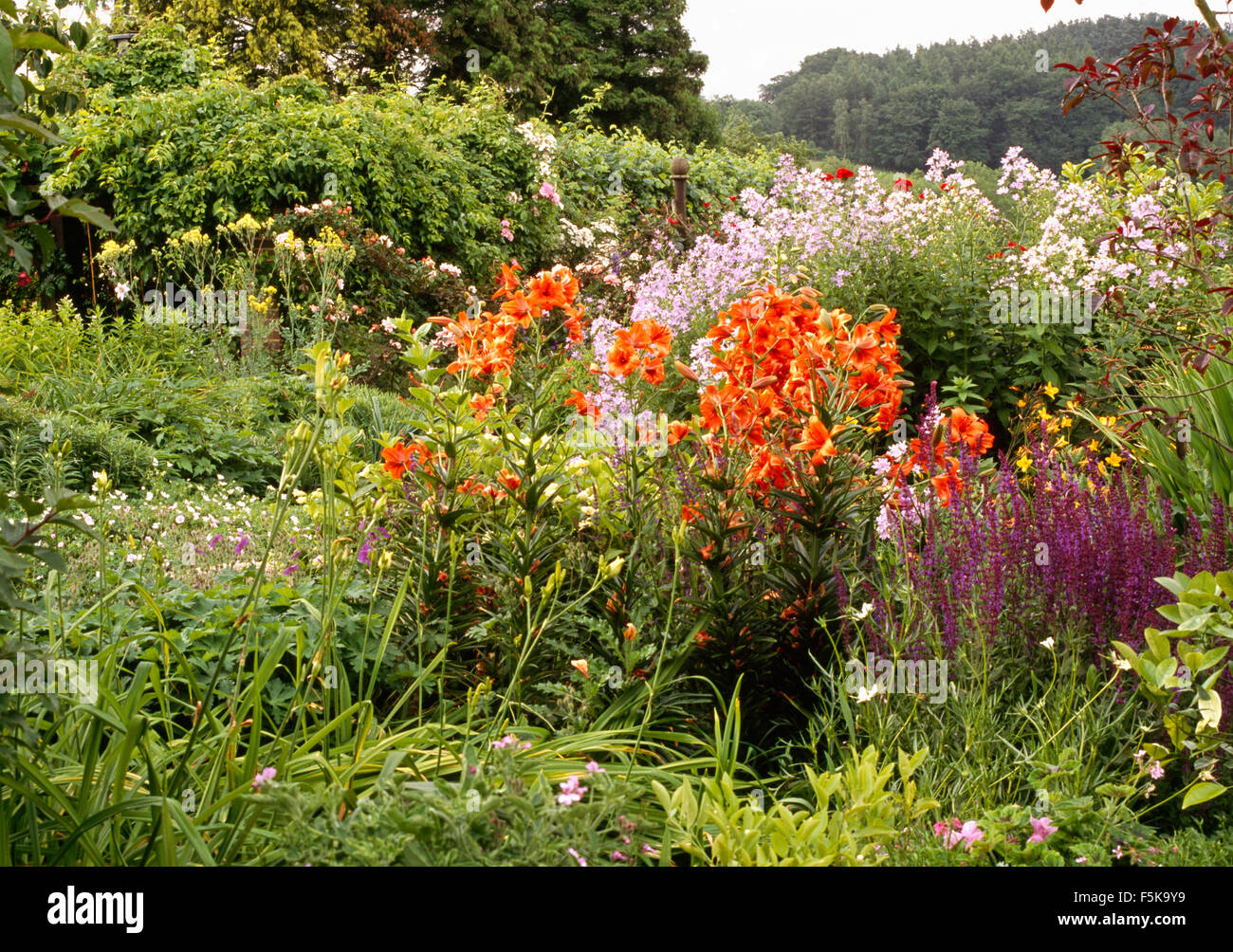 Purple perennial salvia and orange lilies with pink phlox in large garden border Stock Photo
