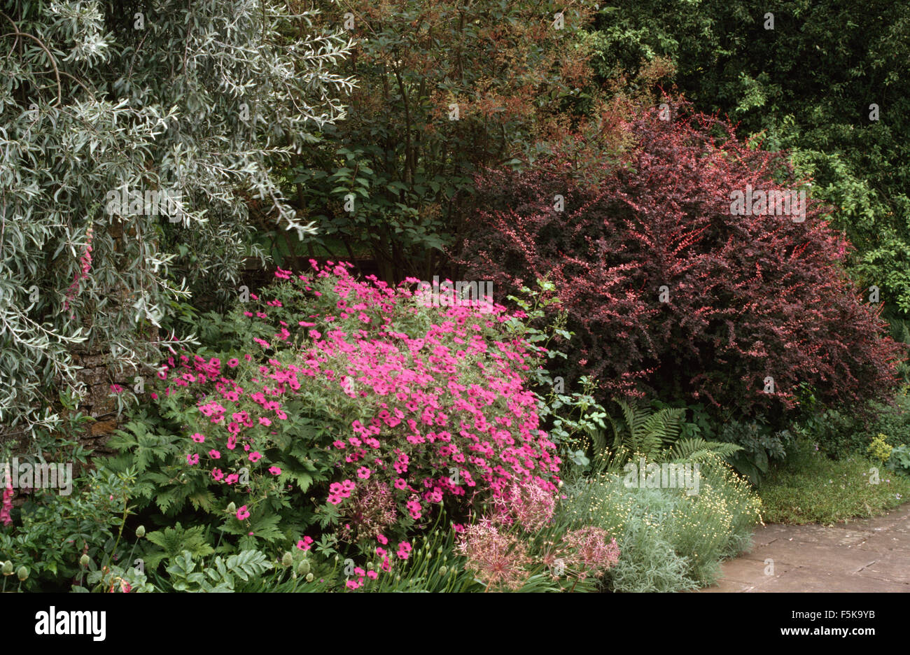 Bright pink Geranium sanguineum with a weeping pear and dark leaved Berberis in a summer border Stock Photo