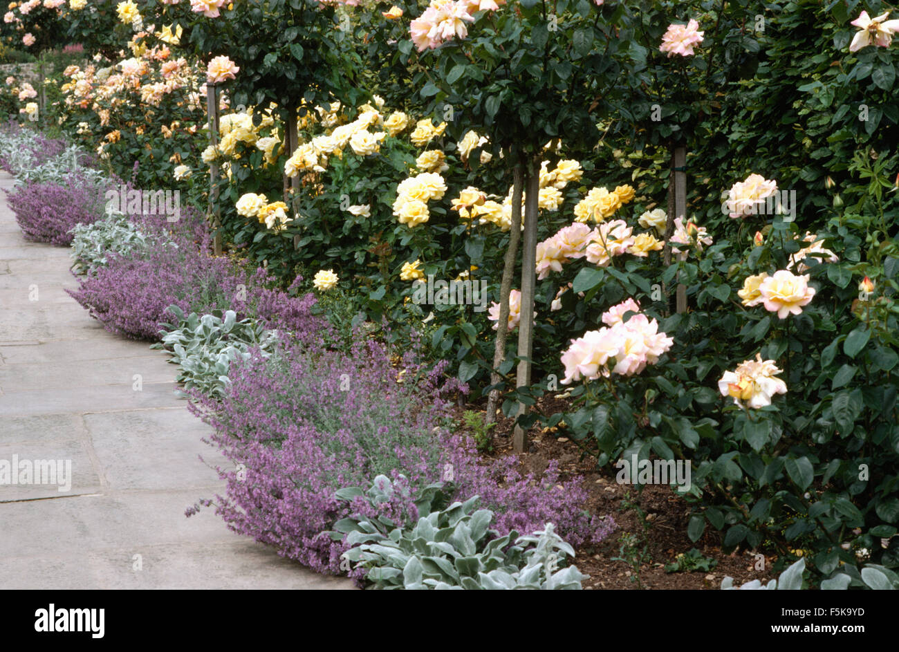 Pale pink and yellow roses in a summer border edged with nepeta and stachys Stock Photo
