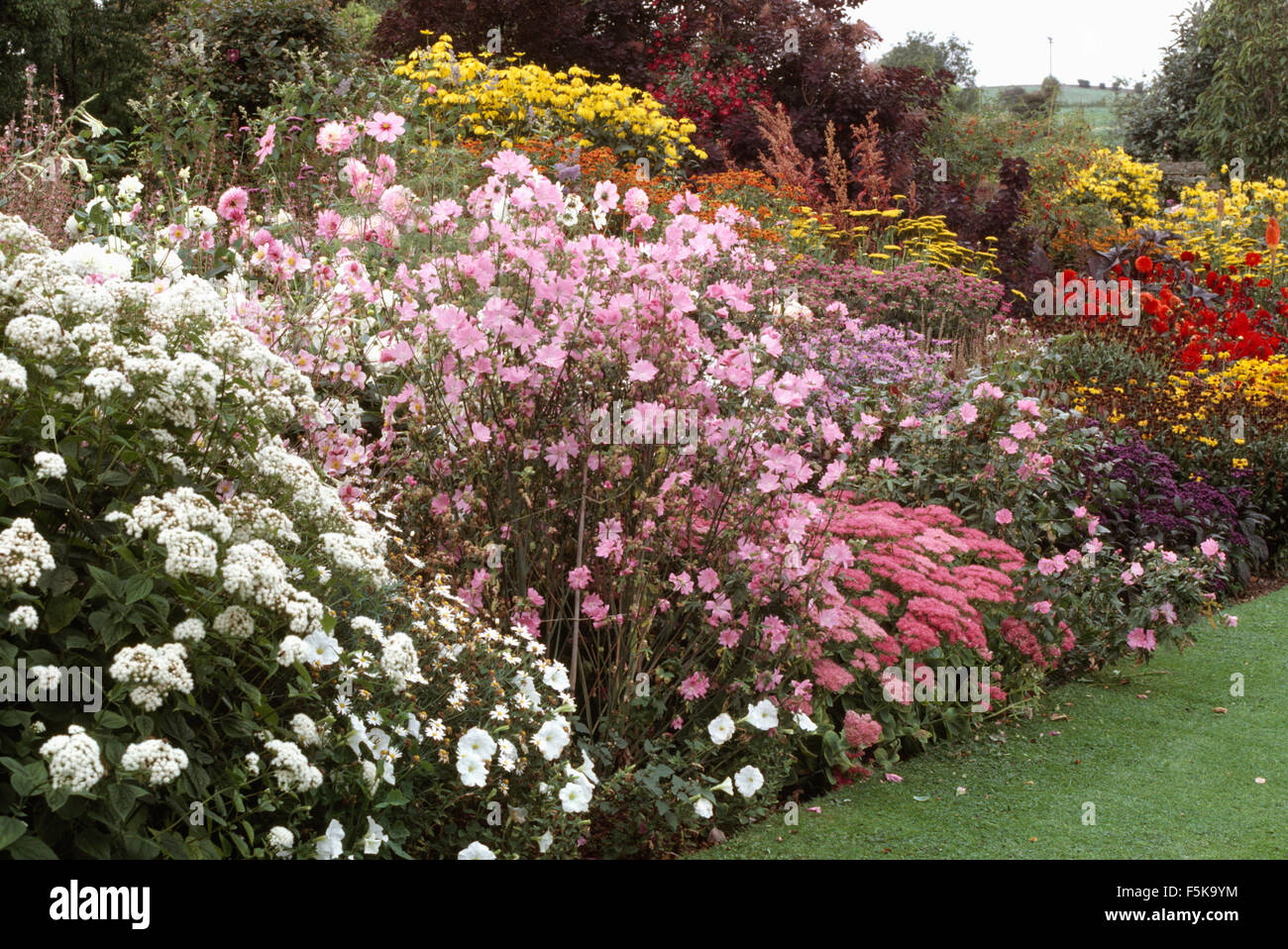 Pink lavatera and achillea in a summer border with white phlox and yellow rudbeckia Stock Photo