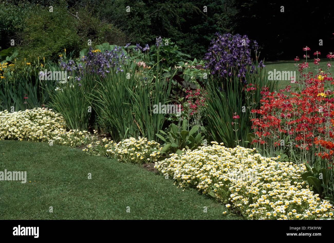 Border with blue iris and red Candelabra Primroses edged with Poached Egg Plants Stock Photo