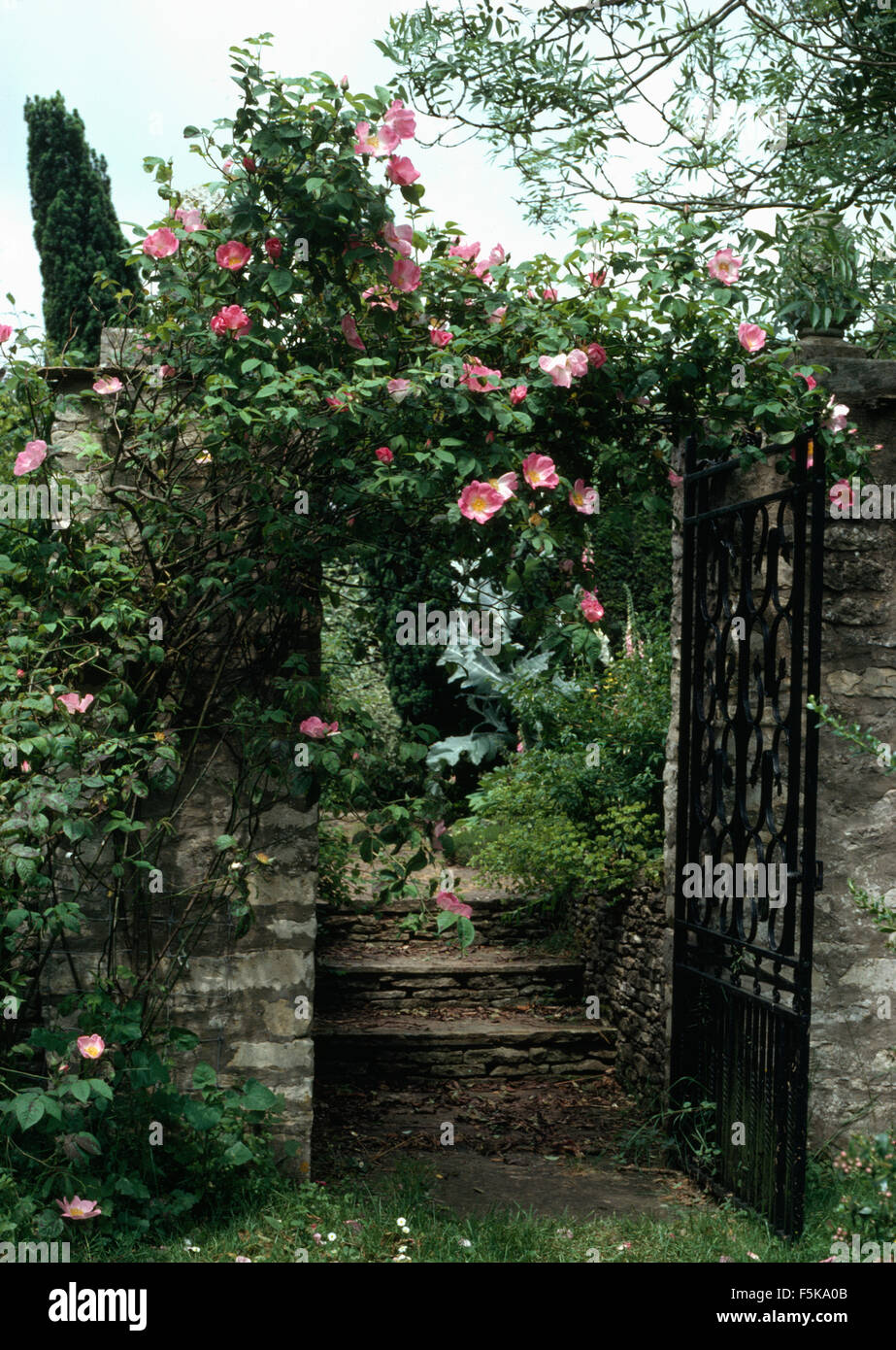 Pink climbing roses on iron gate above stone steps in a walled country  garden Stock Photo - Alamy