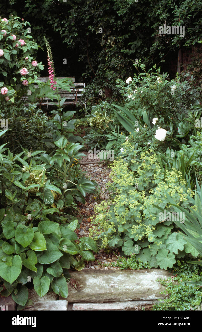 Alchemilla Mollis beside narrow gravel path in a shady area in a small town garden with pink roses and foxgloves Stock Photo
