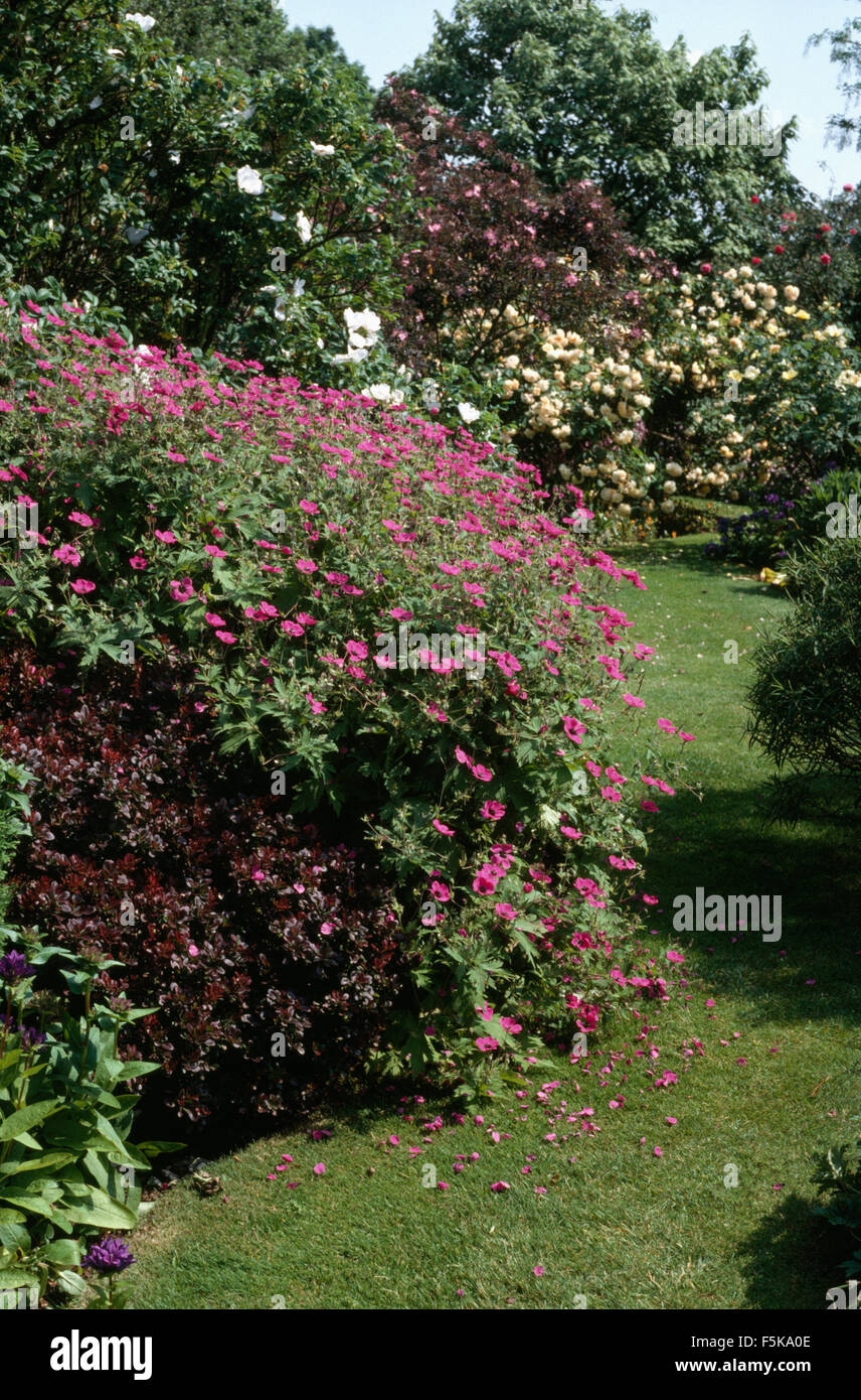Pink Geranium Sanguineum in large summer border Stock Photo - Alamy