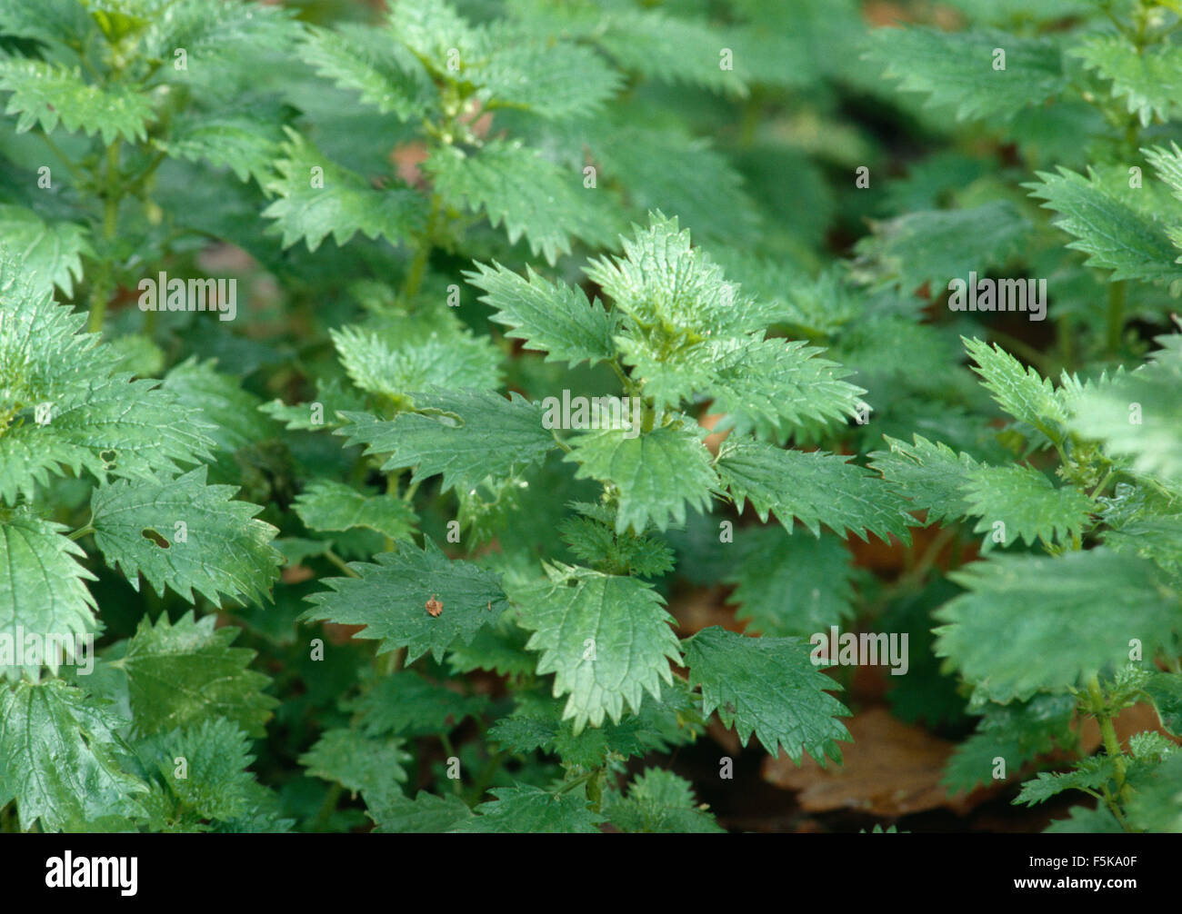 Close-up of common nettles Stock Photo