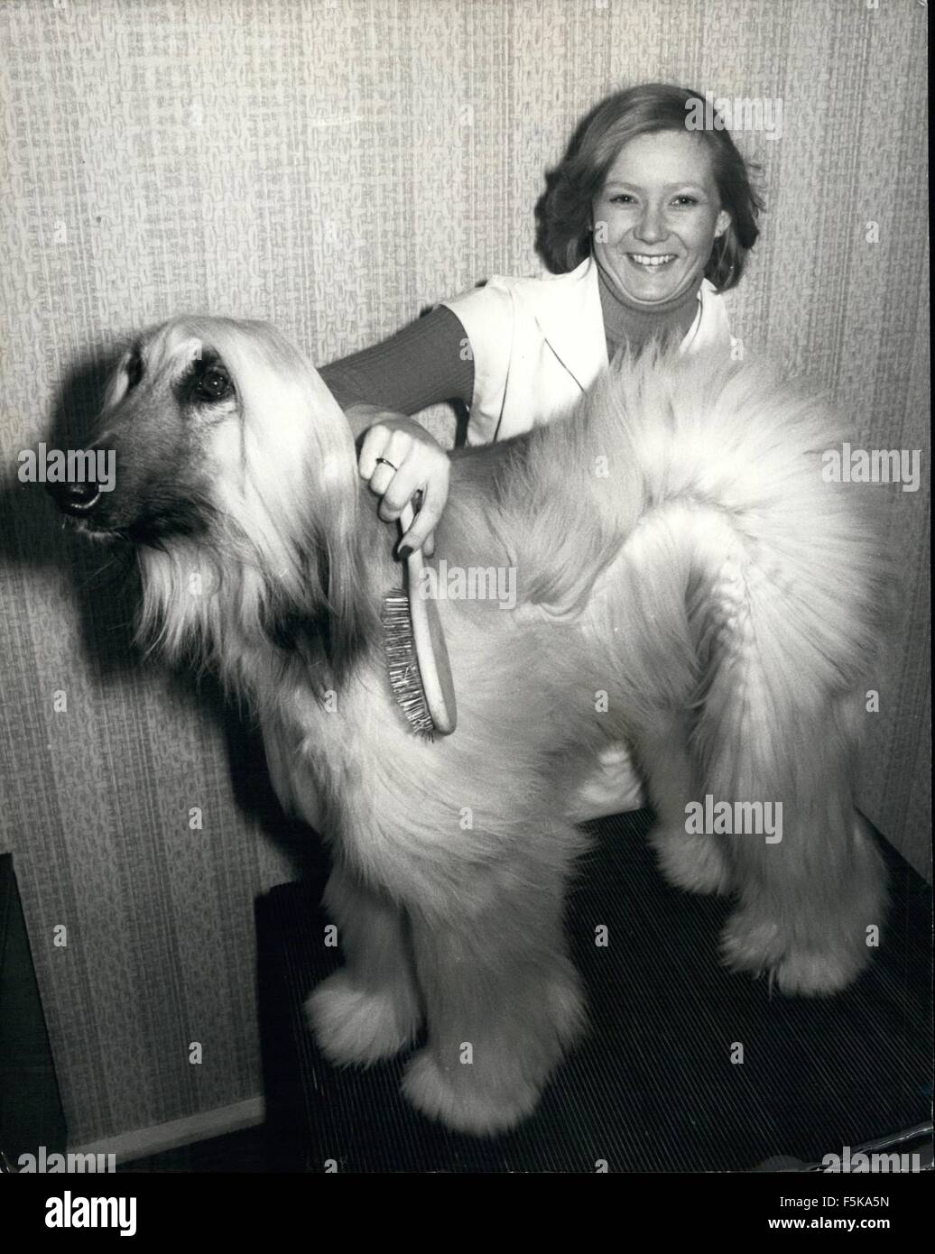 1978 - Hair do you do : Don' worry by Friday February 10 th when the supreme of all dog championships ''Crufts'' takes pale at Olympia, ''Jinny'' a 19 month-old afghan hound will be ready to take up her place as an entrant. Owner handler 23 year -old Gail Bond is just as excited as Jinny, as it has been her ambition to enter the dog in crufts ever since she first bred her. At the moment they both seem to be in a bit of a fizz but it will come tout over the next six hours preparation washing and brushing her for the big day. With the 1978 crufts dog championships having a record entry of 10,016 Stock Photo