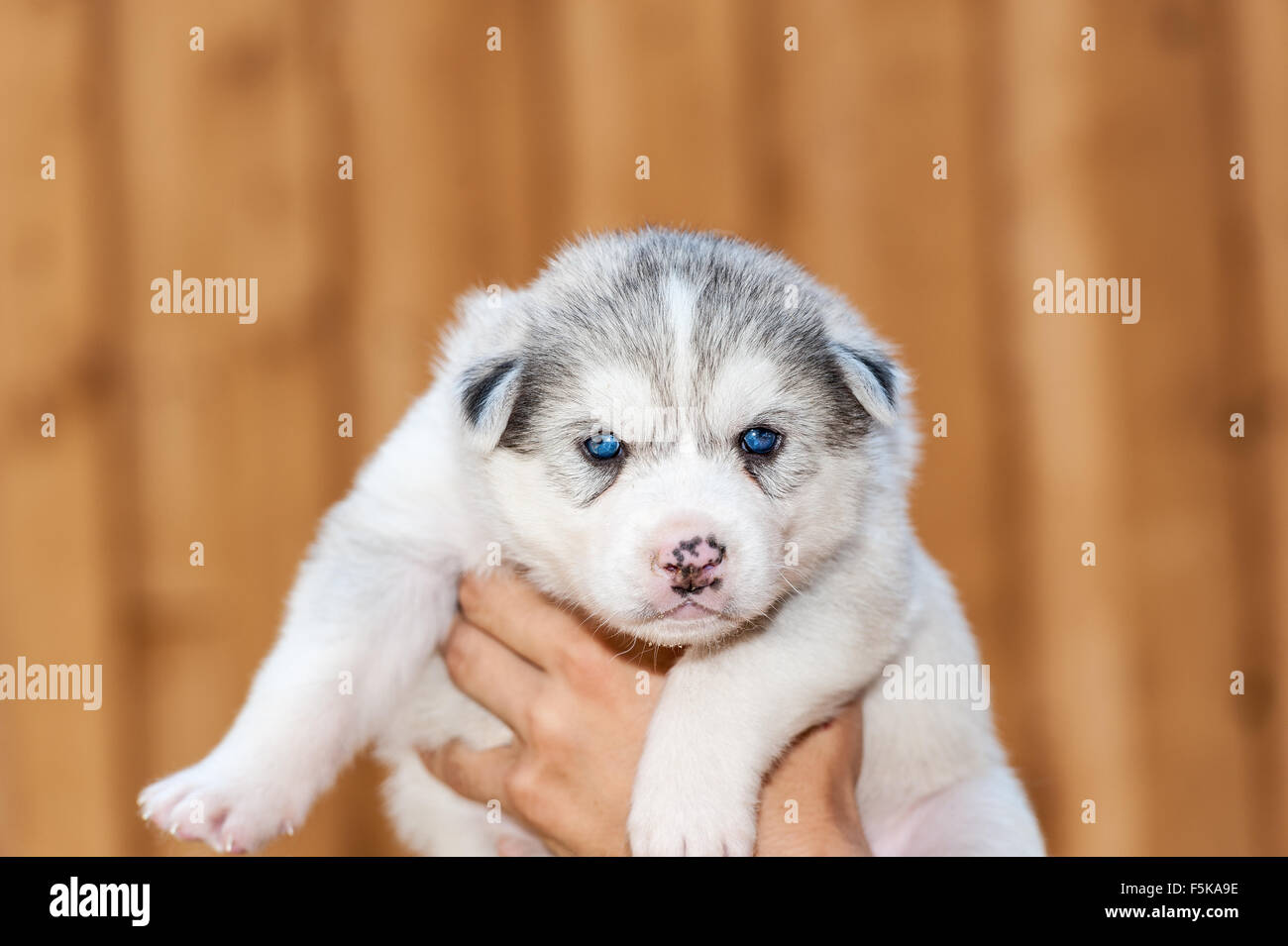 Newborn Husky Puppy High Resolution Stock Photography and Images - Alamy