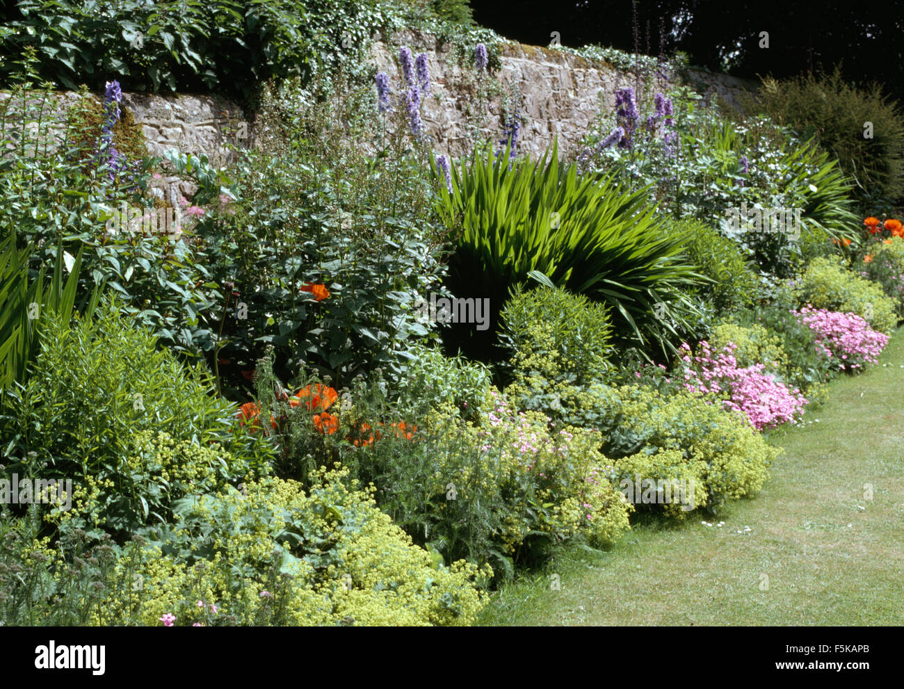 Lime green Alchemilla Mollis and blue delphiniums in a border in a large walled country garden in summer Stock Photo