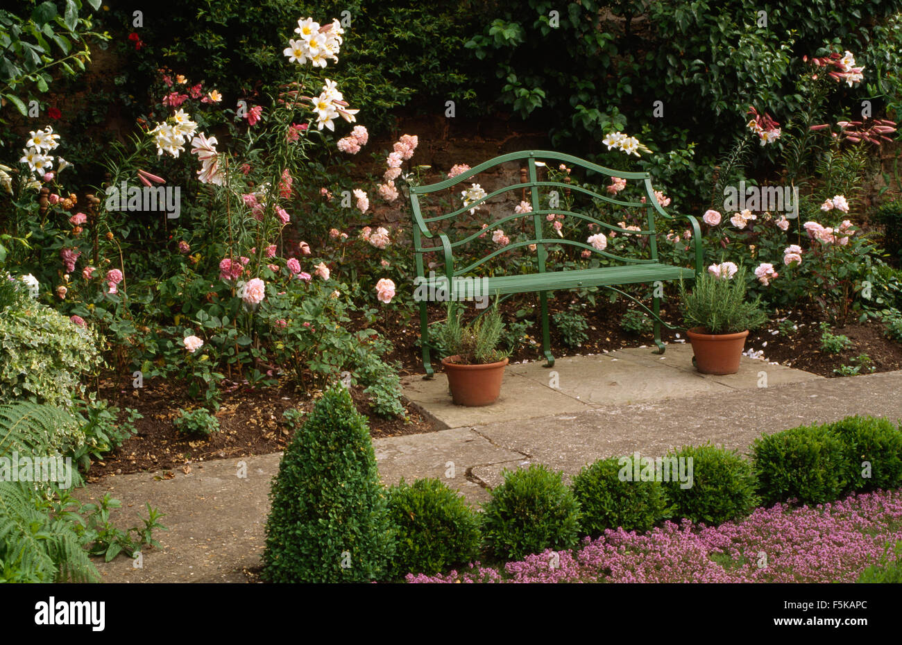 Summer garden with a row of low box on patio with green metal bench in front of border with pink roses and Regale Lilies Stock Photo
