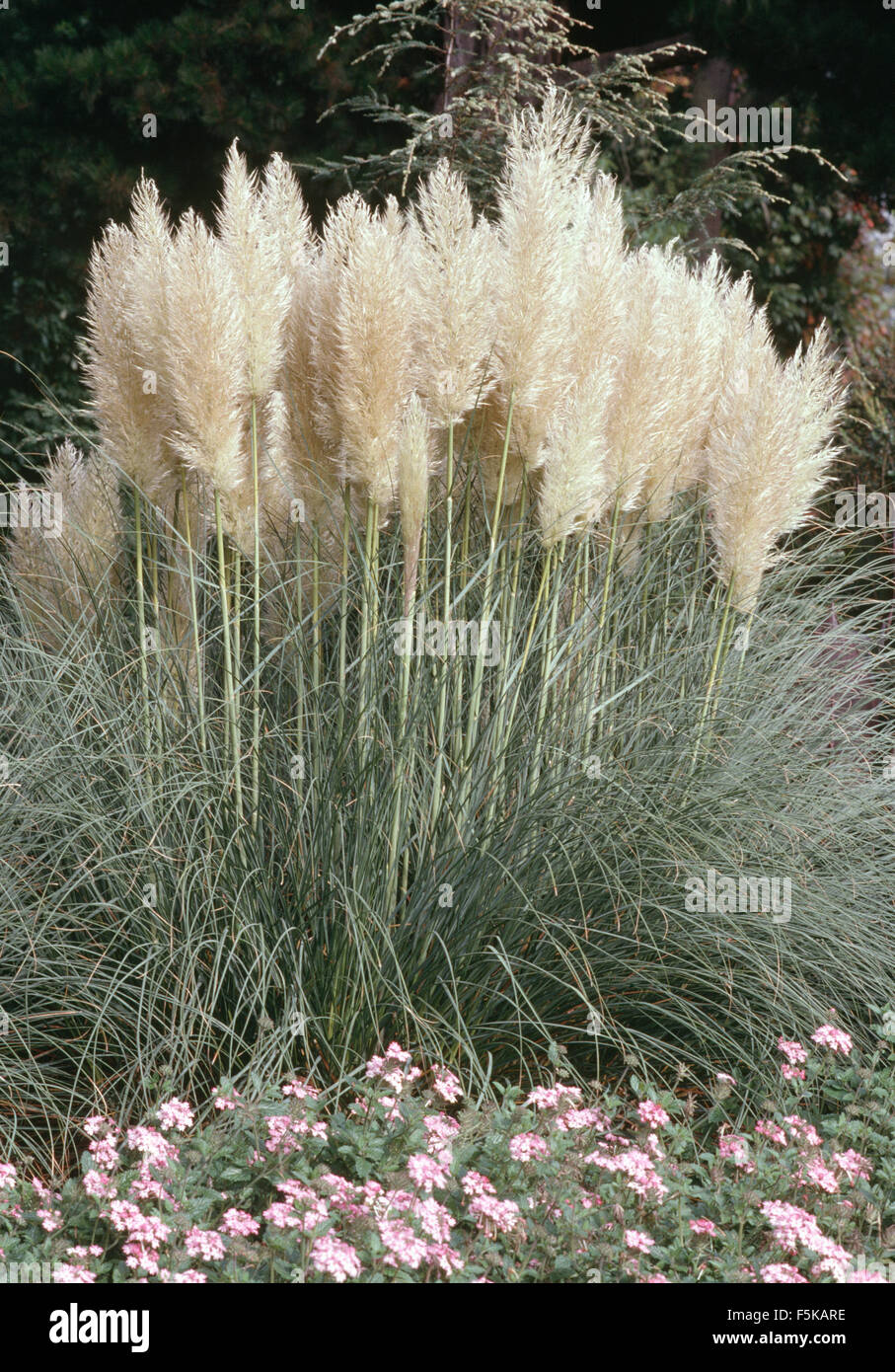 Pampas grass hires stock photography and images Alamy
