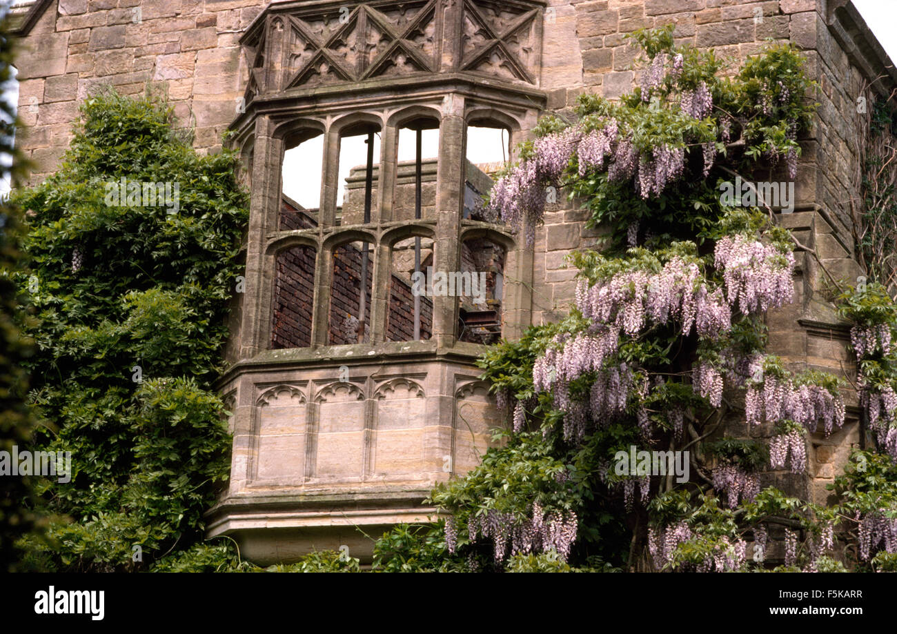 Mauve wisteria on walls of large, derelict Tudor country house Stock Photo