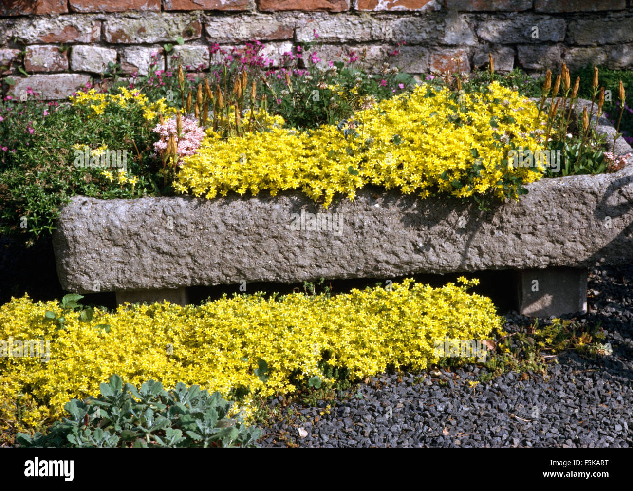 Close-up of yellow saxifrage growing in and below old stone sink Stock Photo
