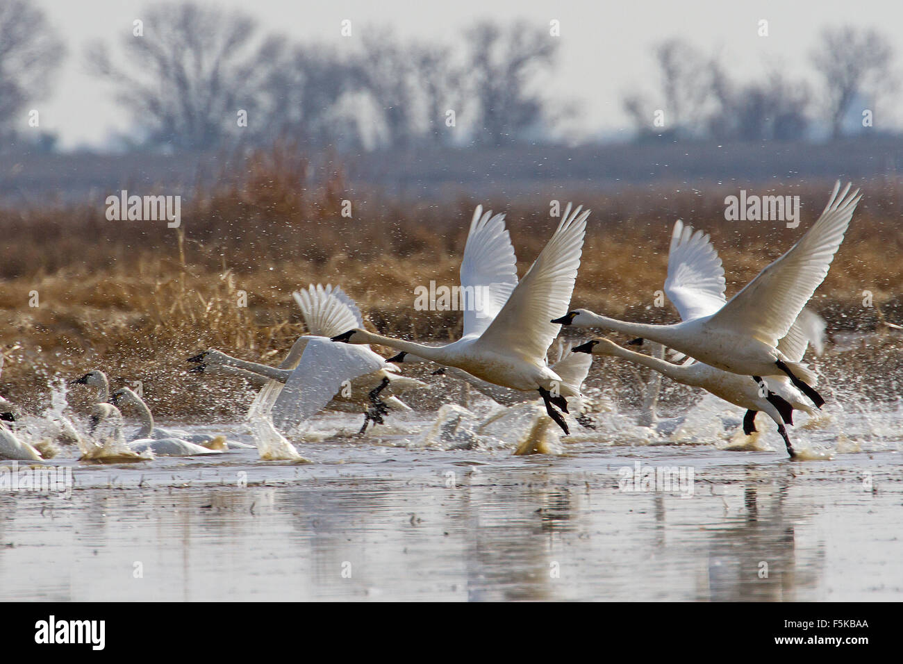 Some tundra swans take flight from a pond in Northern California. Stock Photo