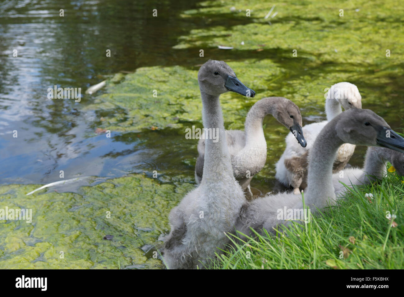 Signets at the Waterside. Stock Photo