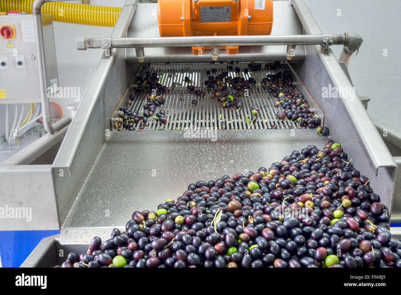 Small scale but modern producer of high quality Extra virgin olive oil. Washed olives arriving prior to pressing etc. Stock Photo
