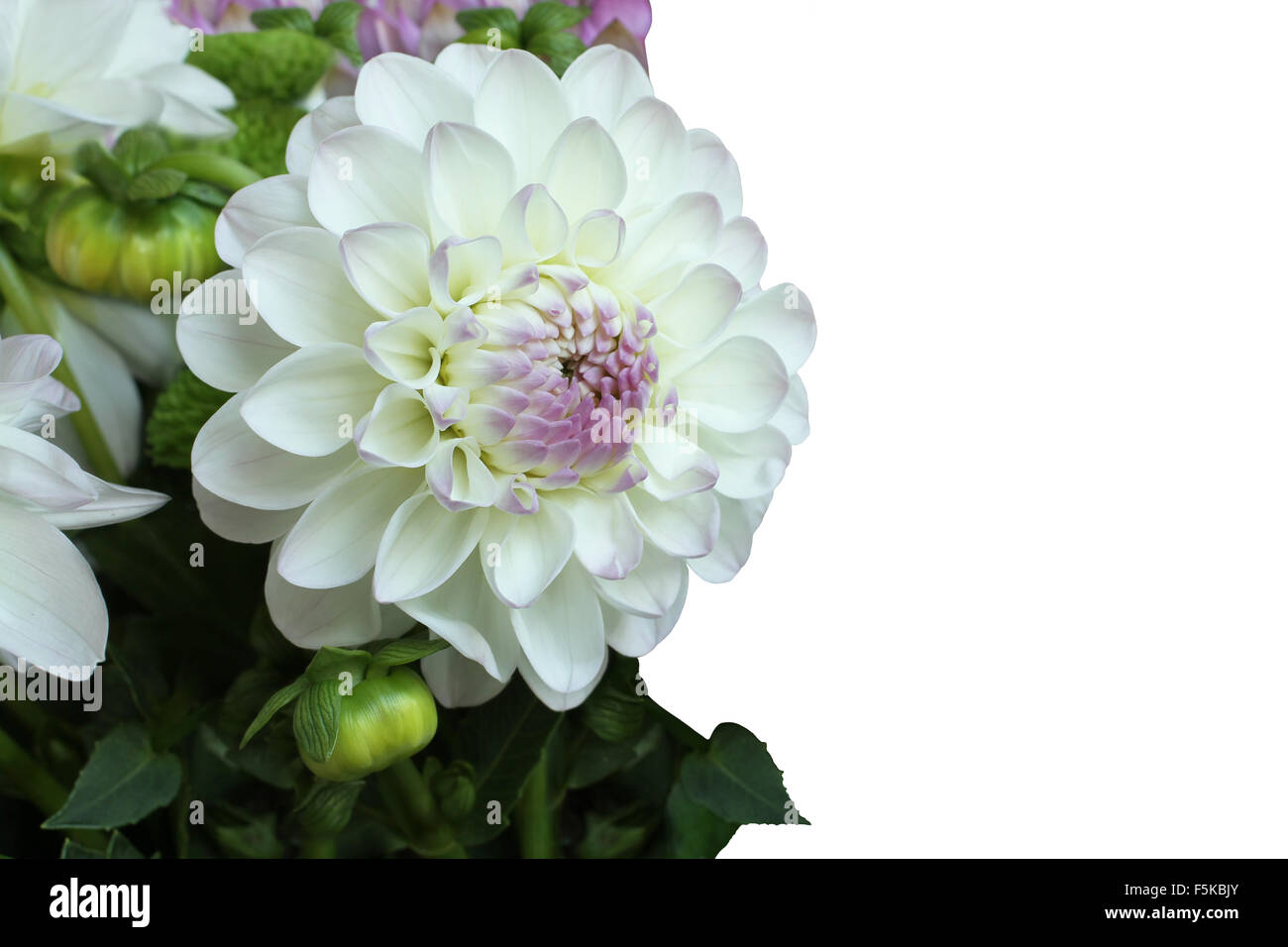 White and pink dahlia on white background Stock Photo - Alamy