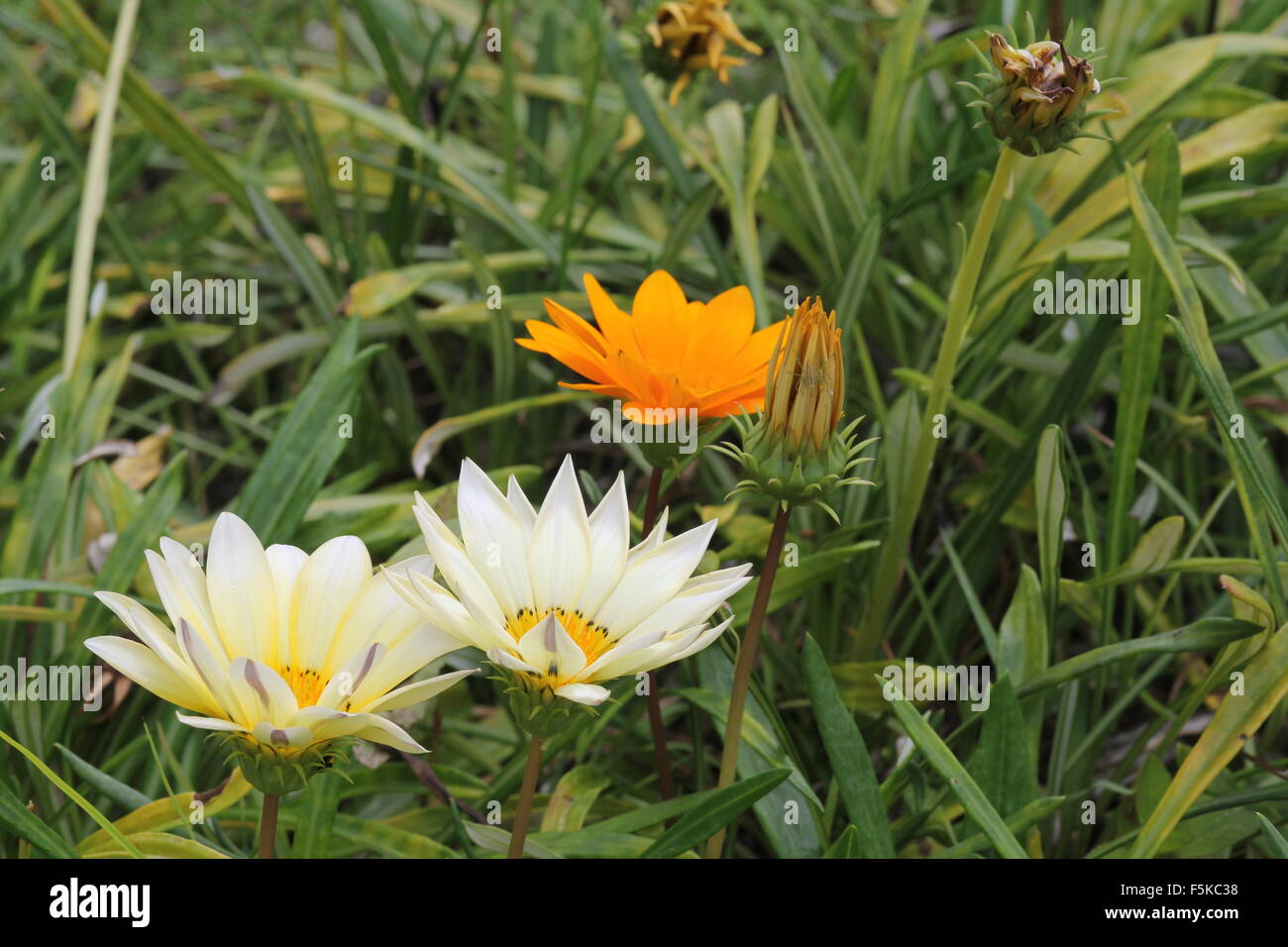 Gazania Flowerheads Stock Photo