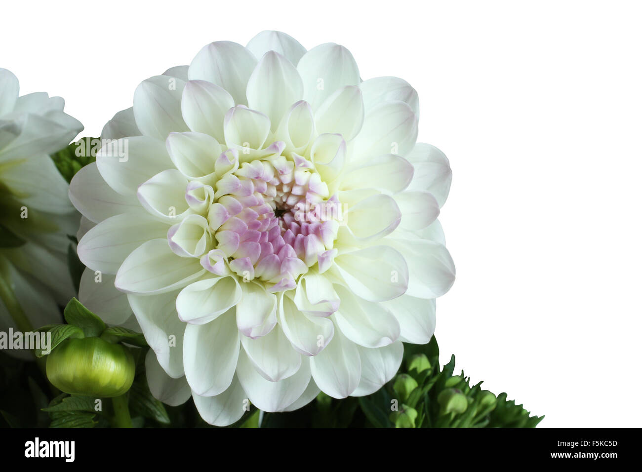 White and pink dahlia on white background Stock Photo - Alamy