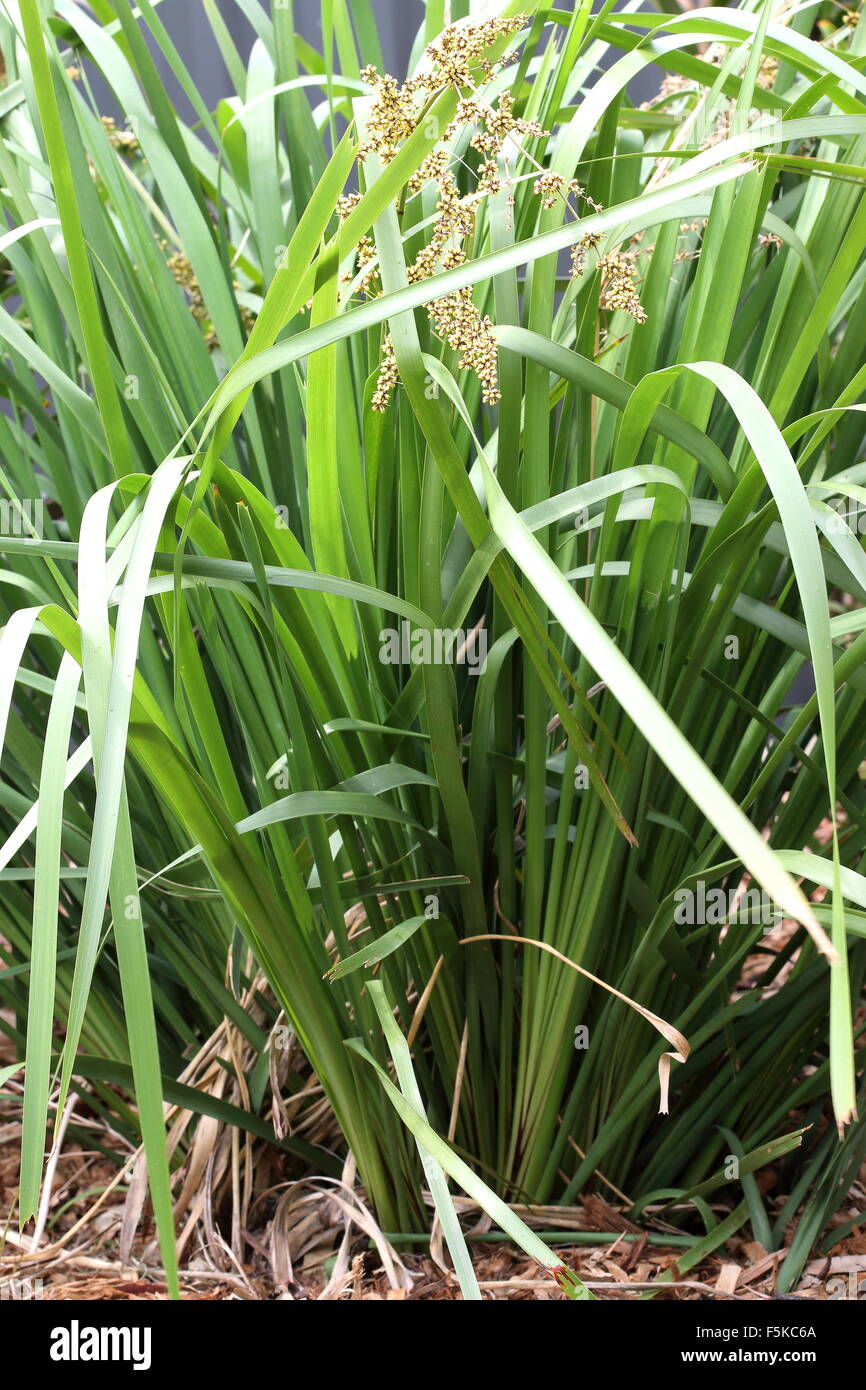 Lomandra longifolia or also known as Spiny-head Mat-rush, Basket Grass ...