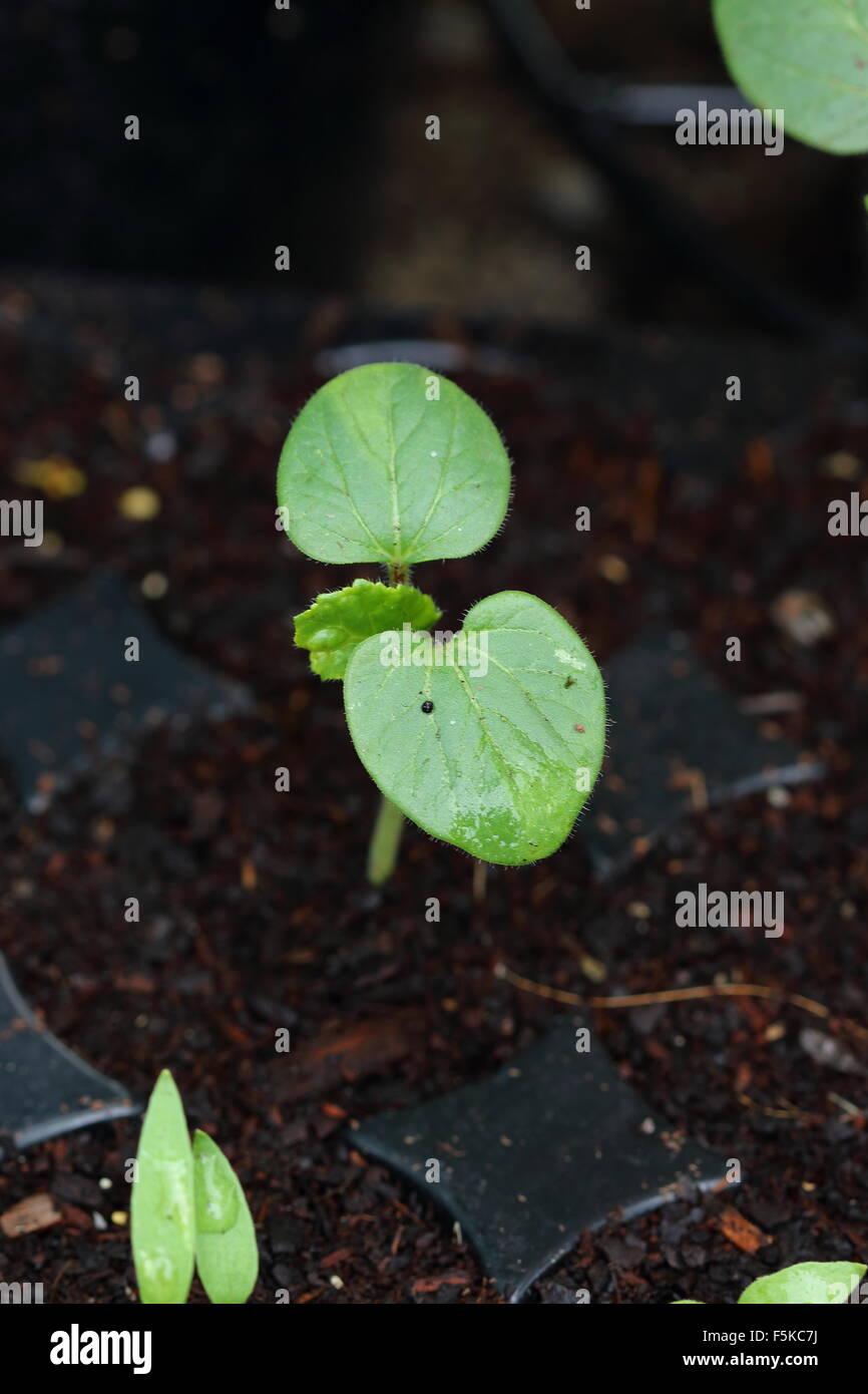 Okra baby plant hi-res stock photography and images - Alamy