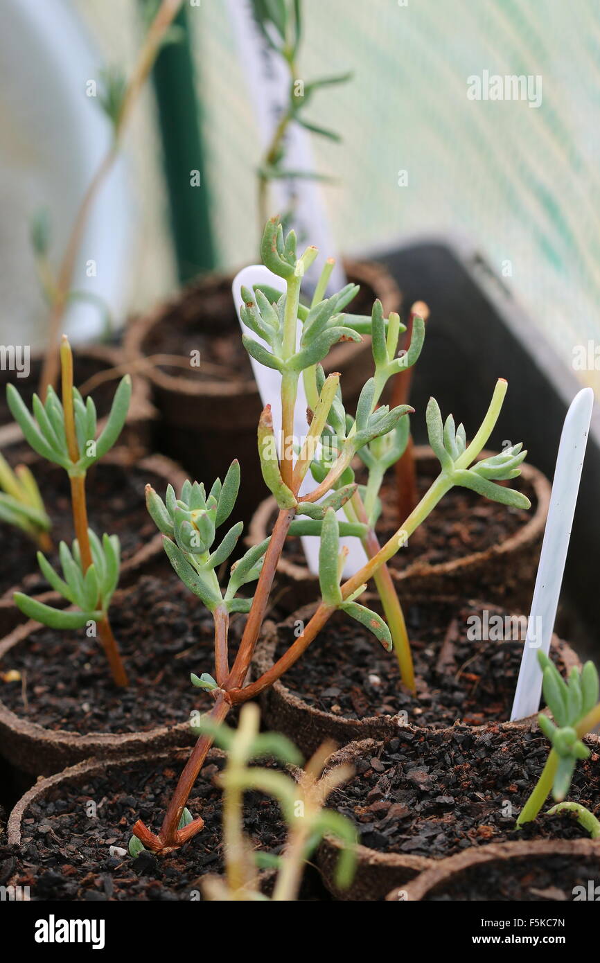 Close up of Growing Pigface cuttings in a seedling tray Stock Photo