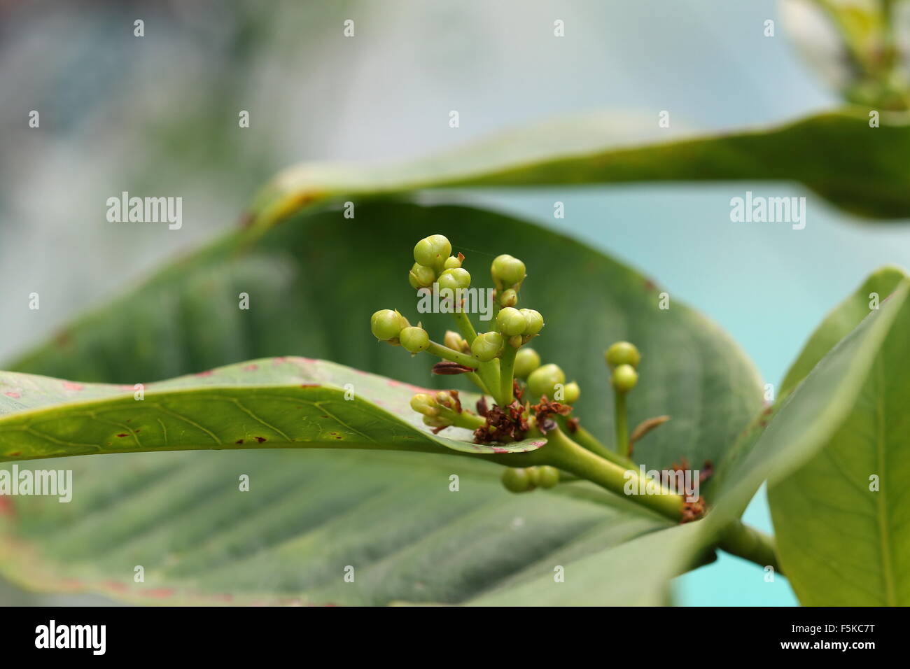 Fruit buds of Syzygium samarangense or known as Wax jambu Stock Photo