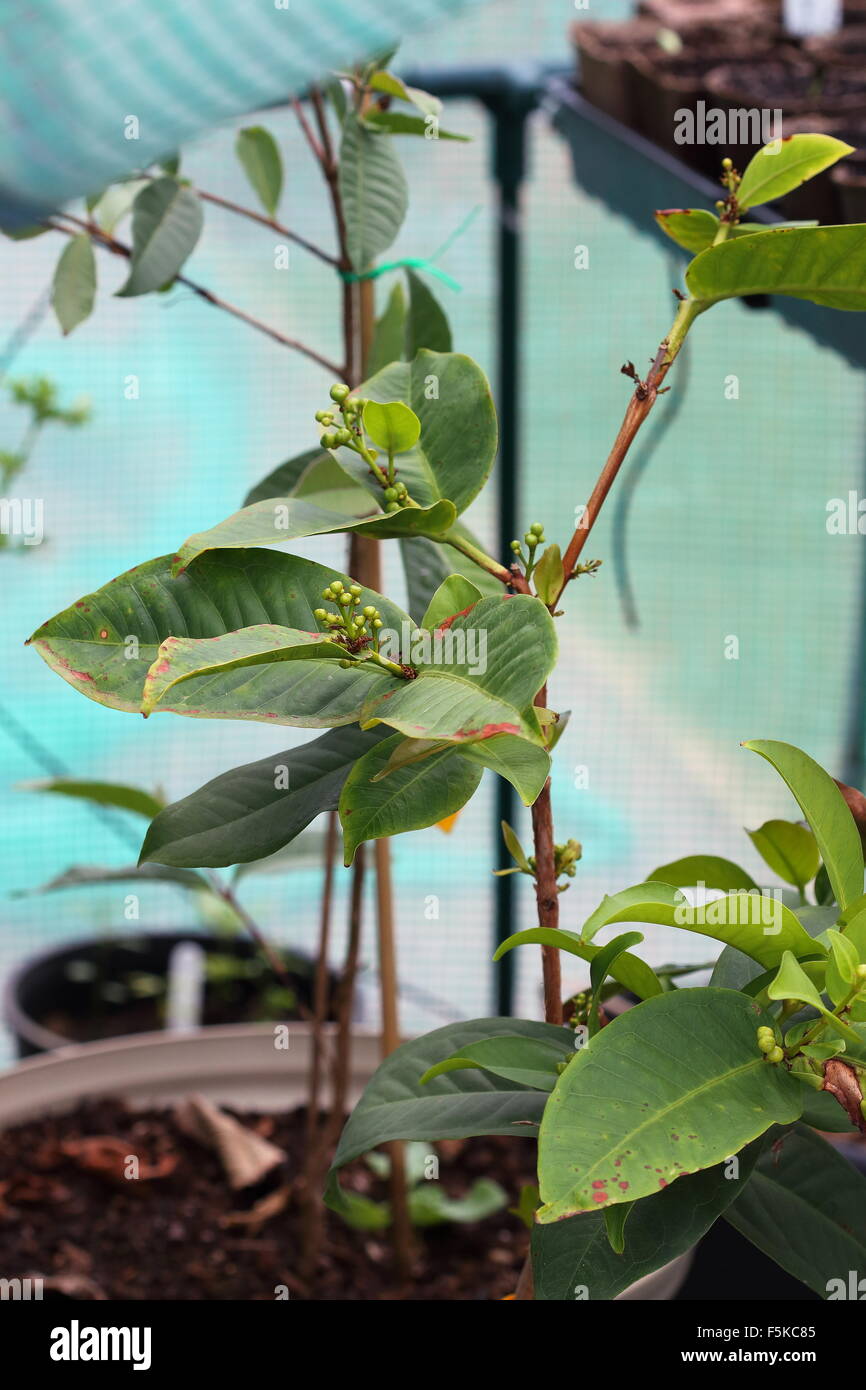 Growing Syzygium samarangense or known as Wax jambu in a pot Stock Photo