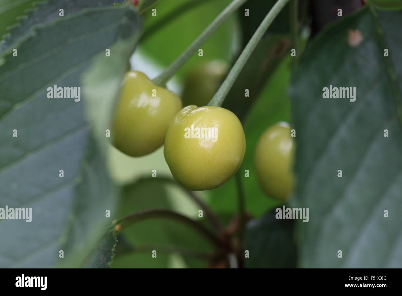 Close up of Lapins cherry young fruits on tree Stock Photo Alamy