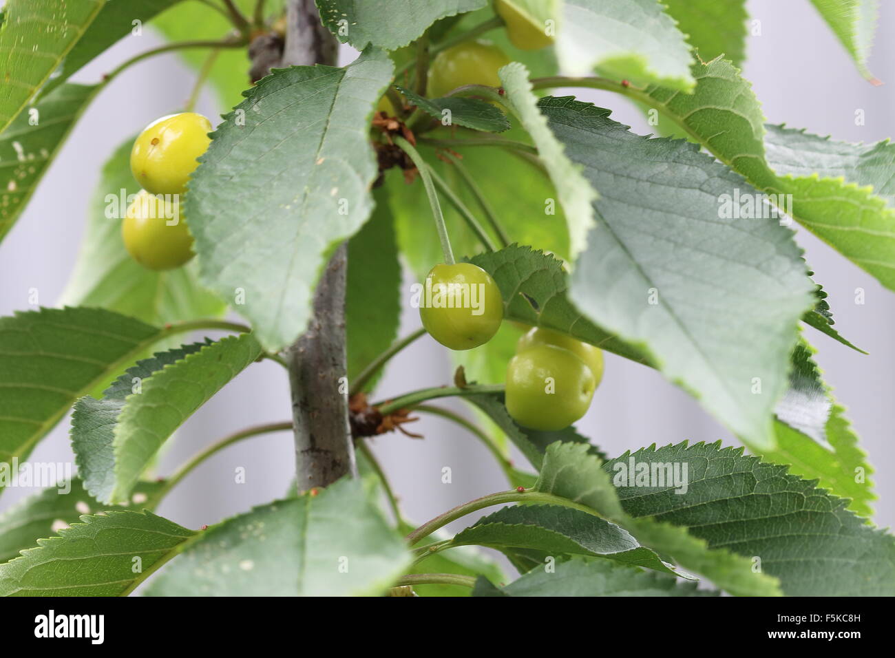 Lapins cherry fruits on tree hires stock photography and images Alamy