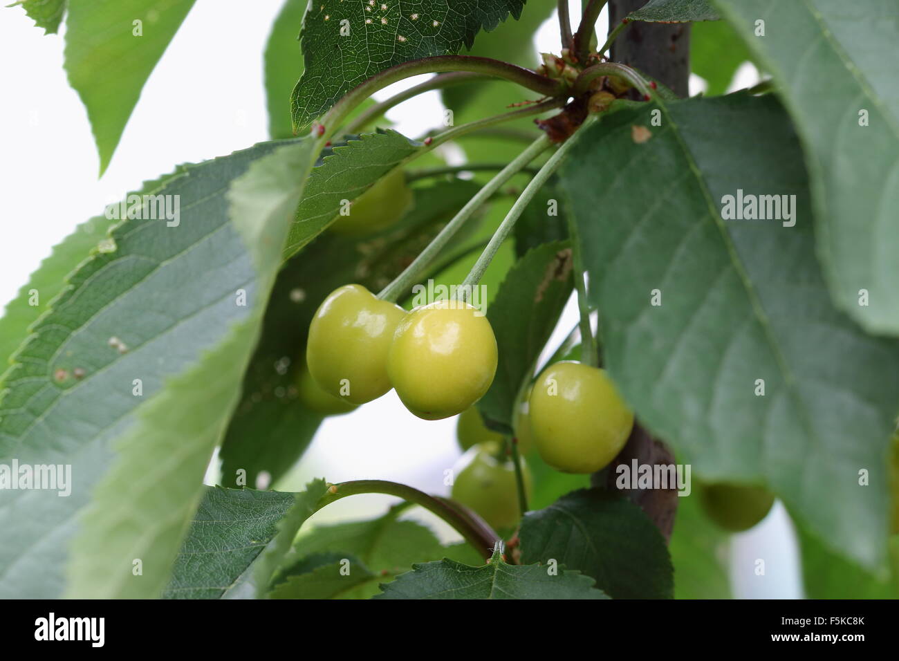 Lapins cherry young fruits on tree Stock Photo Alamy