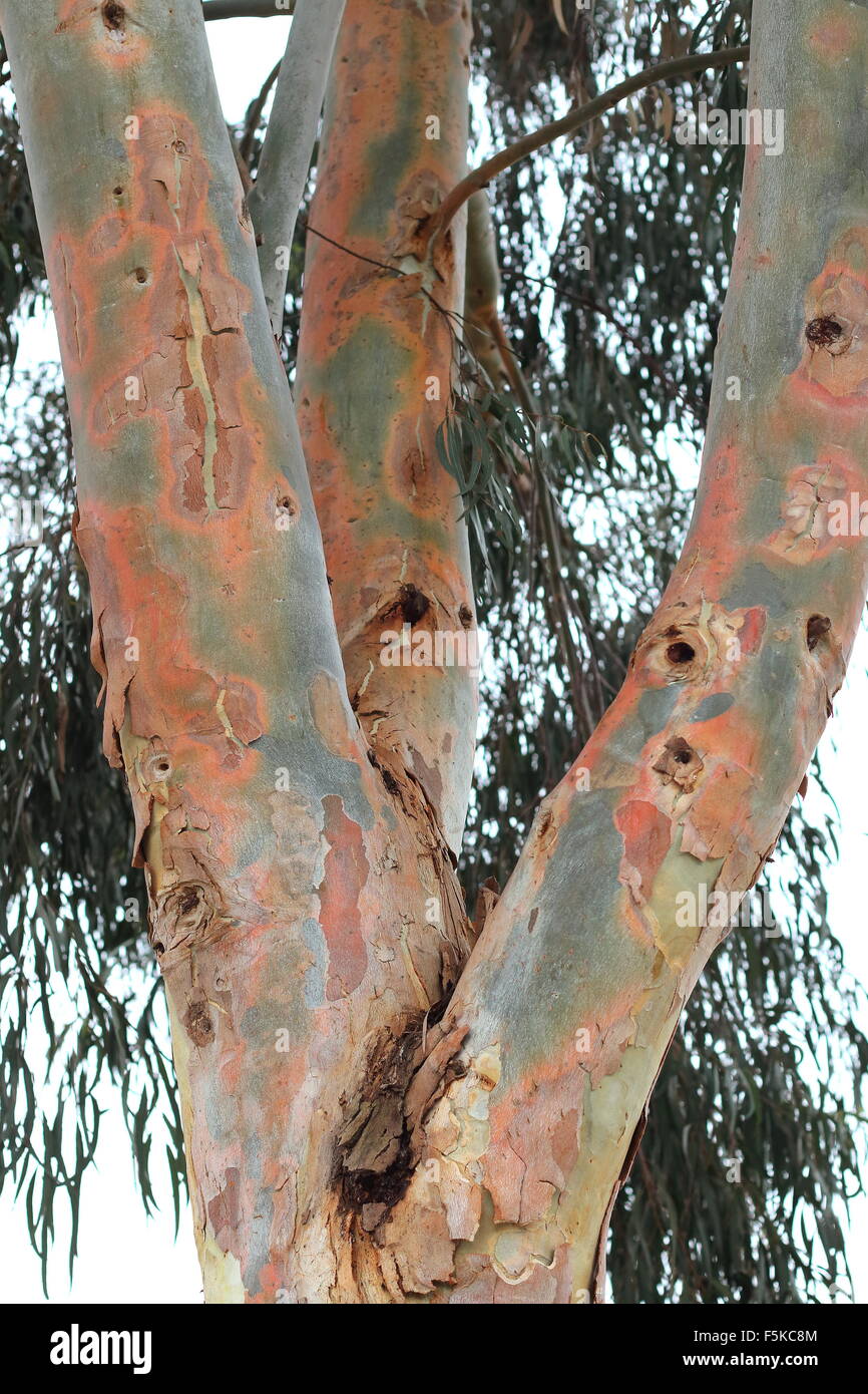 Eucalyptus tree trunk Stock Photo