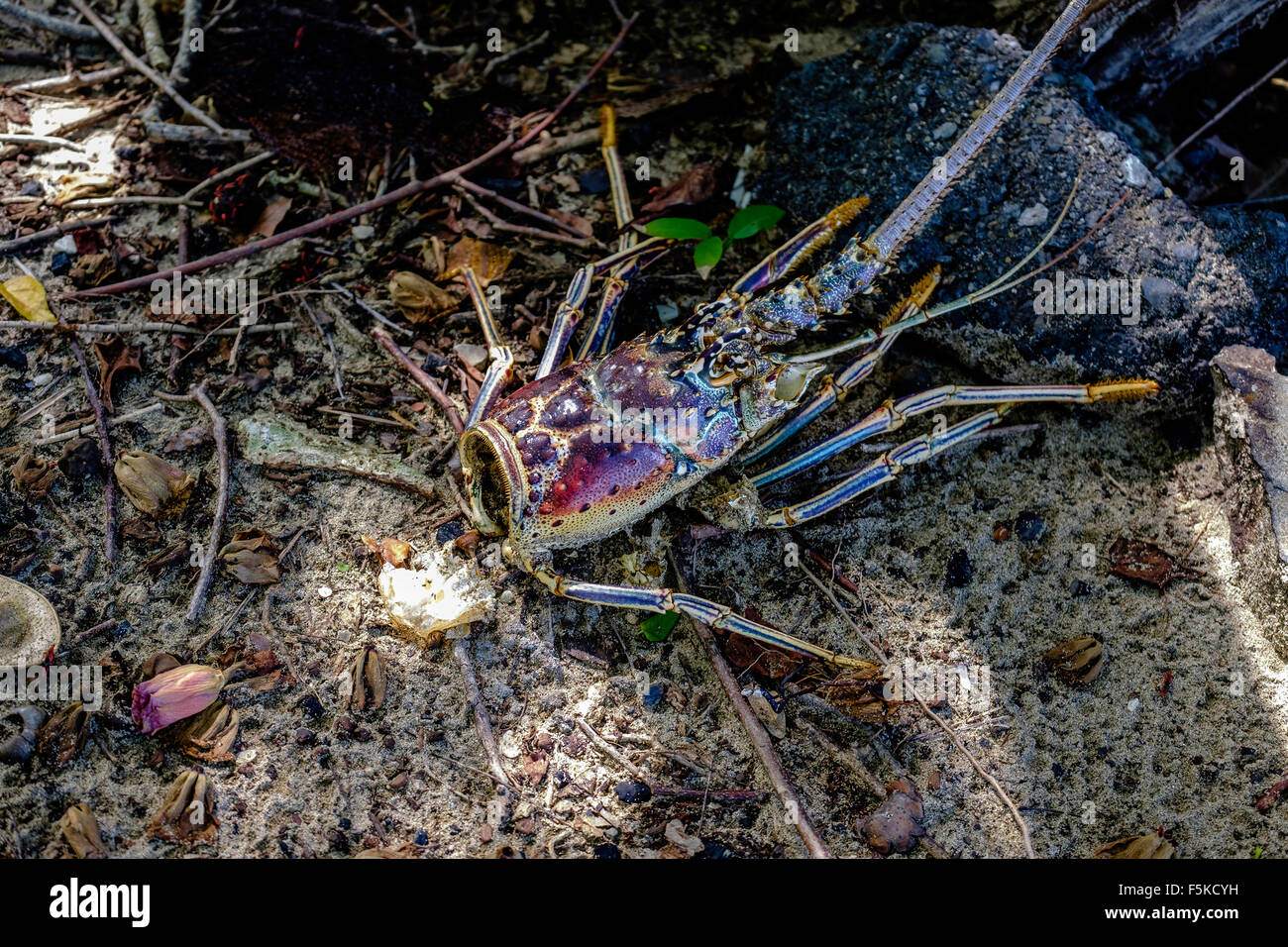 The head of a Caribbean spiny lobster found on the beach of St. Croix, U.S. Virgin Islands. Stock Photo