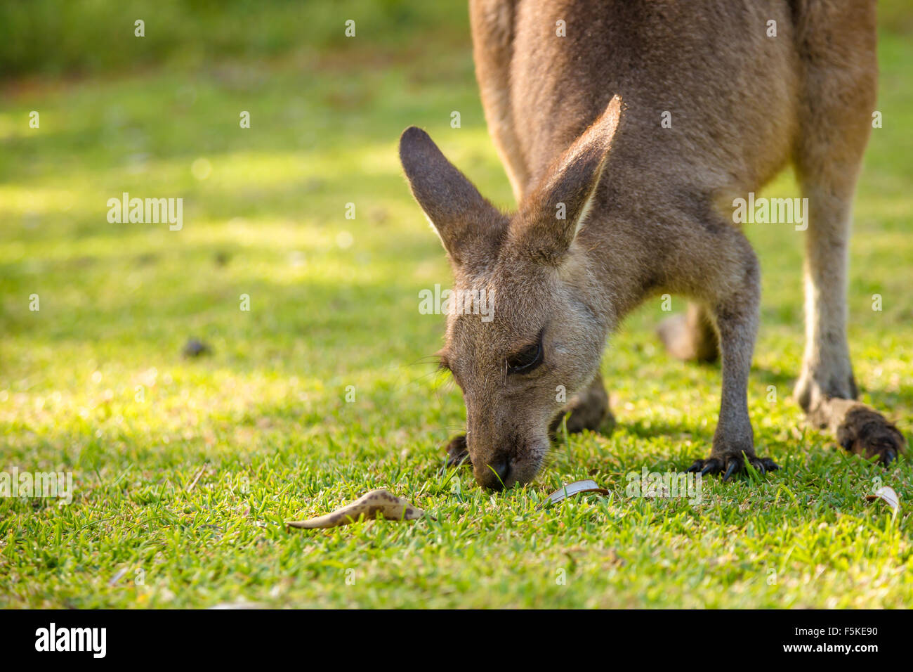 Kangaroo eating grass hires stock photography and images Alamy