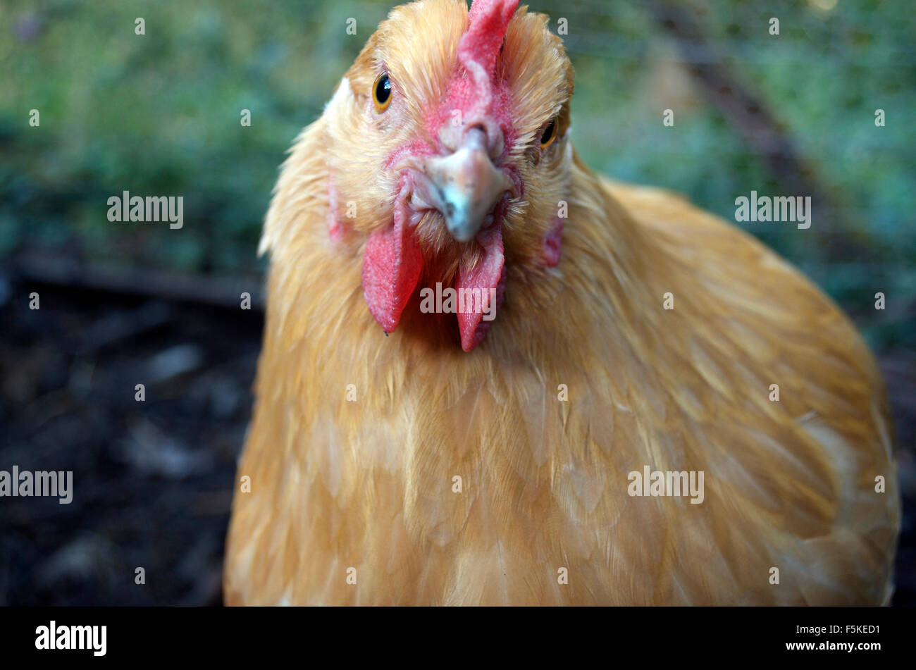 Organic Egglaying Chickens Stock Photo Alamy