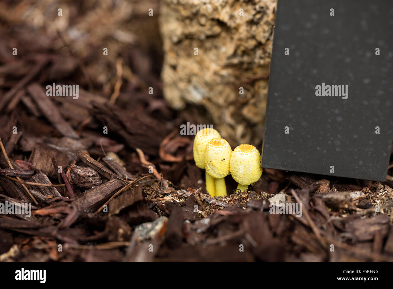 Yellow garden mushrooms, Leucocoprinus bimbaumii, growing in moist planer soil in a garden Stock Photo