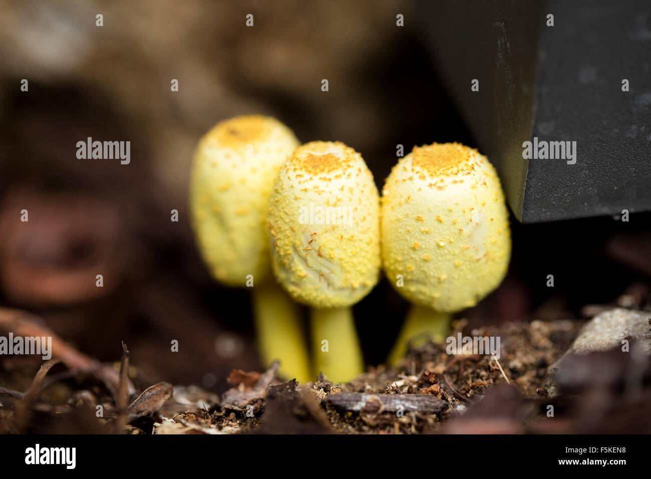 Yellow garden mushrooms, Leucocoprinus bimbaumii, growing in moist planer soil in a garden Stock Photo