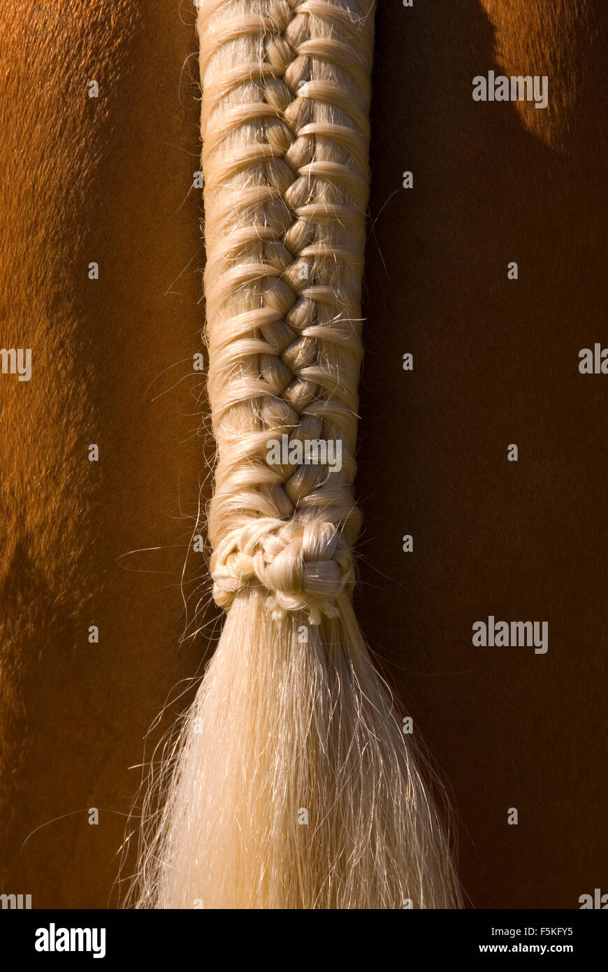 Braided horse tail, Brawley Farms Summer Classic Horse Show, Jefferson