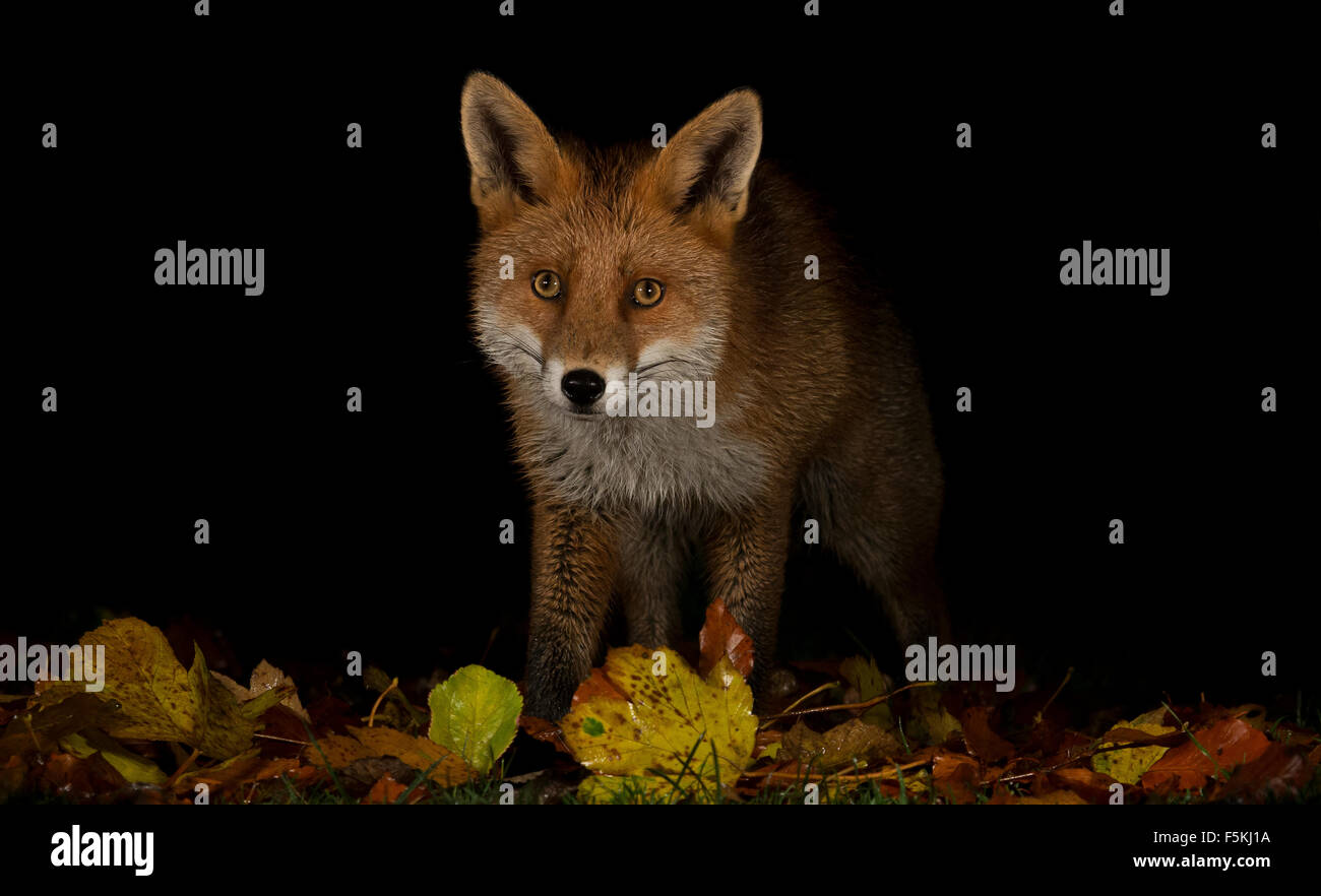 Autumn fox Stock Photo