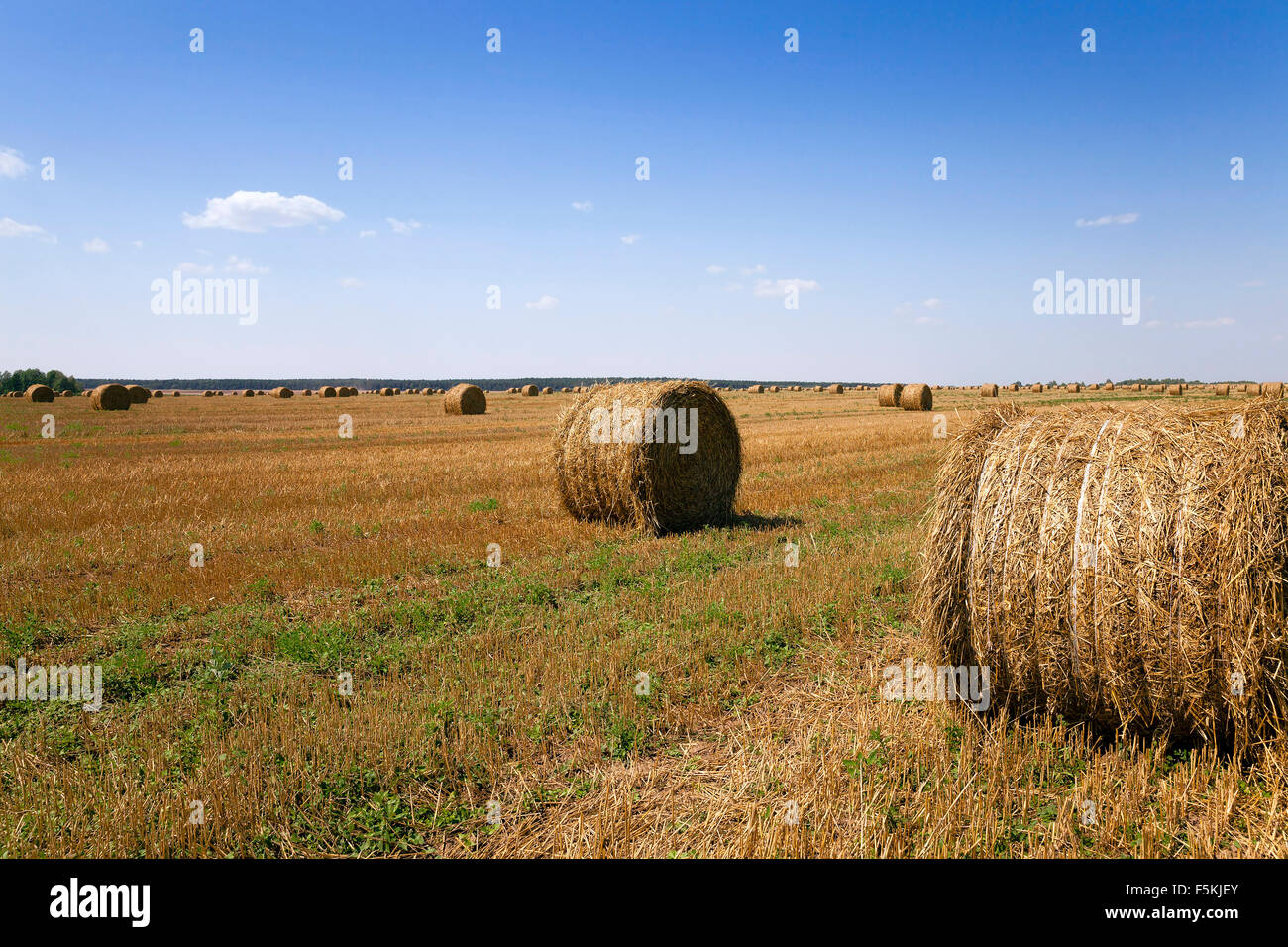 field after harvesting Stock Photo - Alamy