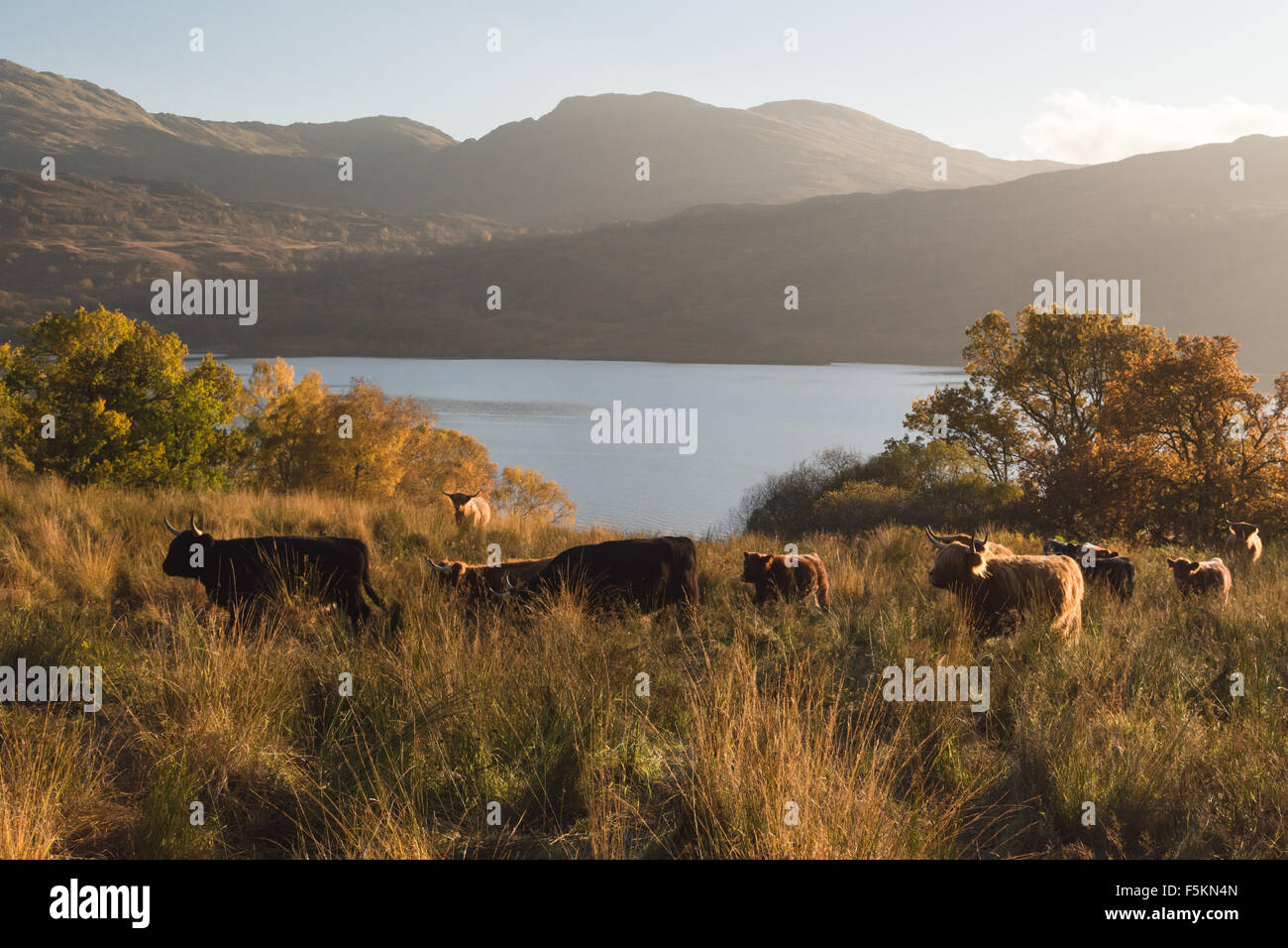 Herd of highland cattle above Loch Katrine in autumn at sunset, Scotland, UK Stock Photo
