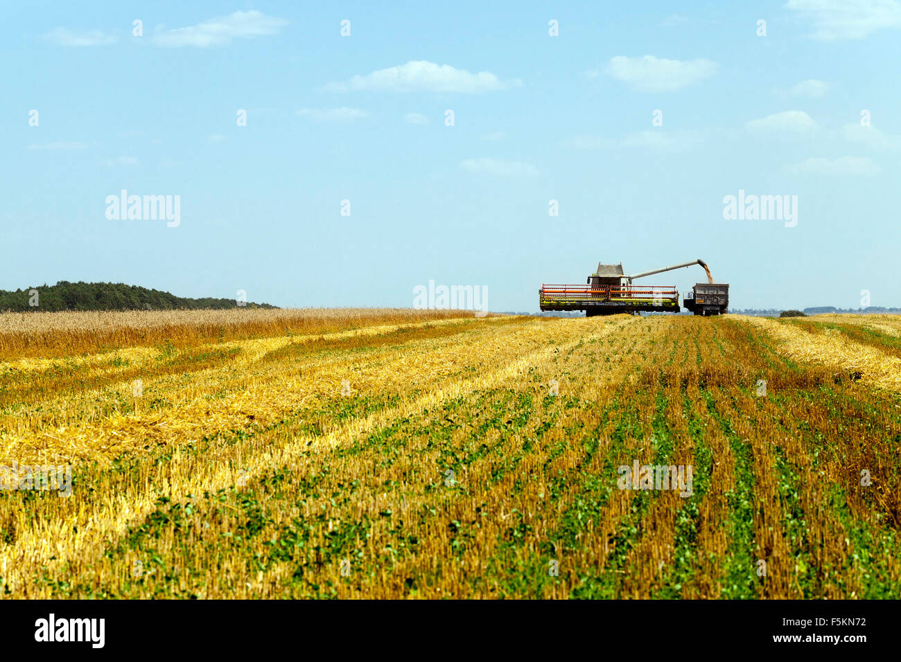 harvesting cereals . field Stock Photo - Alamy