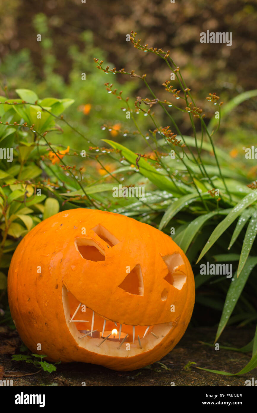 carved halloween pumpkin in autumn garden - uk Stock Photo