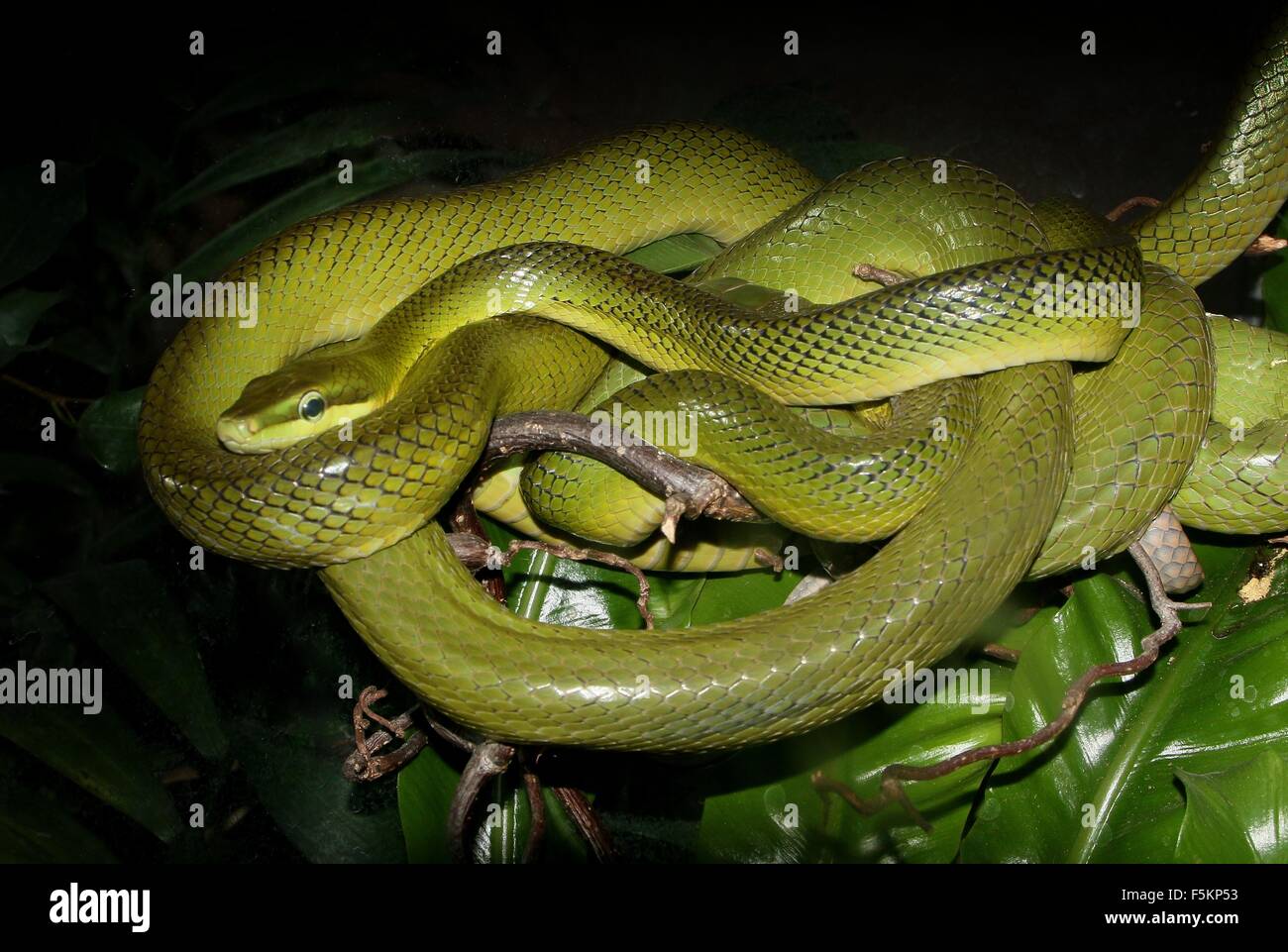 Red-tailed green ratsnake (Gonyosoma oxycephalum), a.k.a.Southeast Asian arboreal ratsnake or Red-tailed racer snake Stock Photo