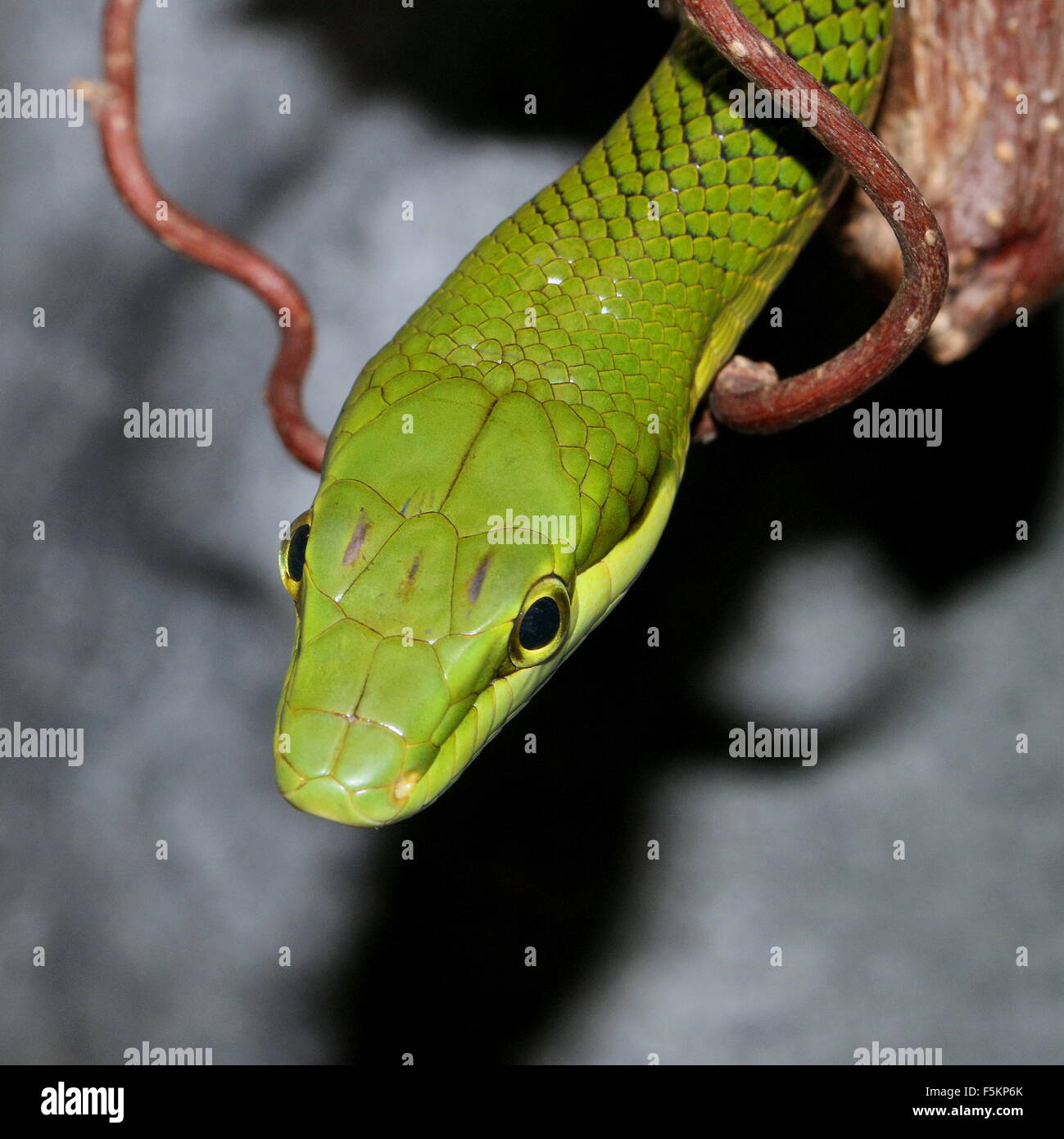 Red-tailed green ratsnake (Gonyosoma oxycephalum), a.k.a.Southeast Asian arboreal ratsnake or Red-tailed racer snake Stock Photo