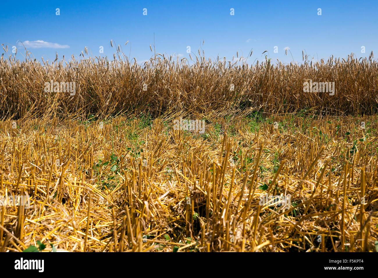 harvest of cereals Stock Photo - Alamy
