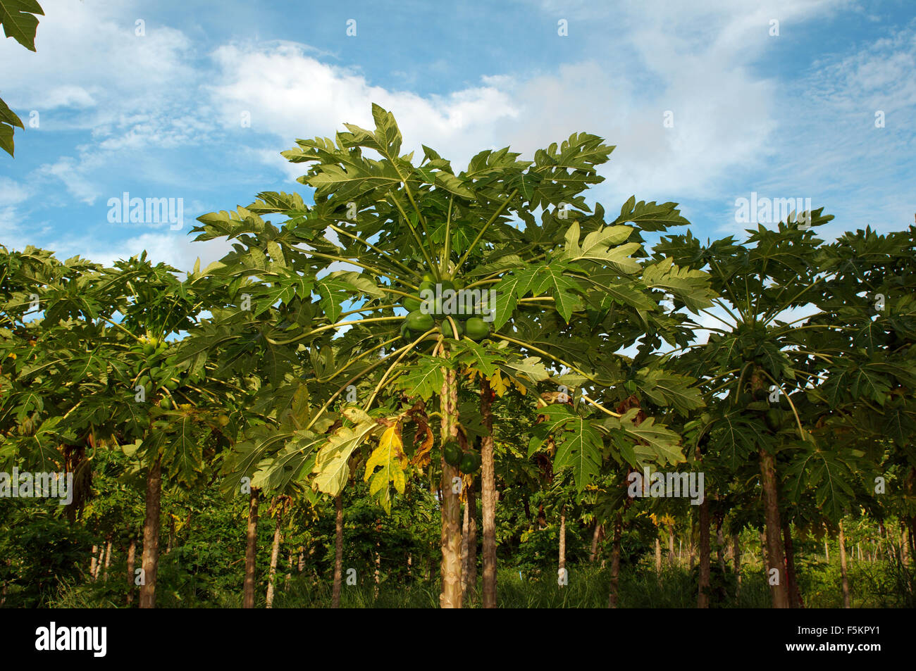 plantation papaya, papaw or pawpaw (Carica papaya) growing on a tree, Thoddoo island, Indian Ocean, Rasdhoo atoll, Maldives Stock Photo