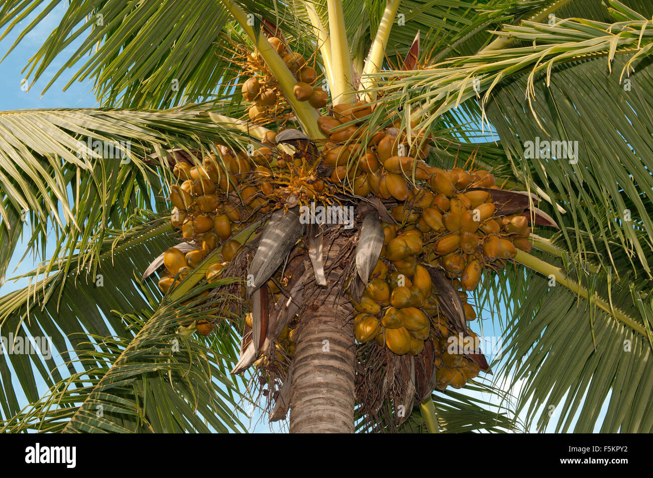 Ripe coconuts on a palm tree, Thoddoo island, Indian Ocean, Rasdhoo ...