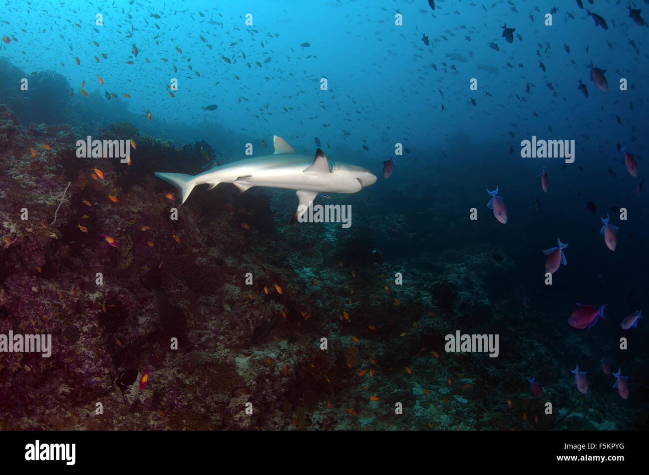 Grey reef shark (Charcarhinus amplyrynchos) Indian Ocean, Maldives Stock Photo